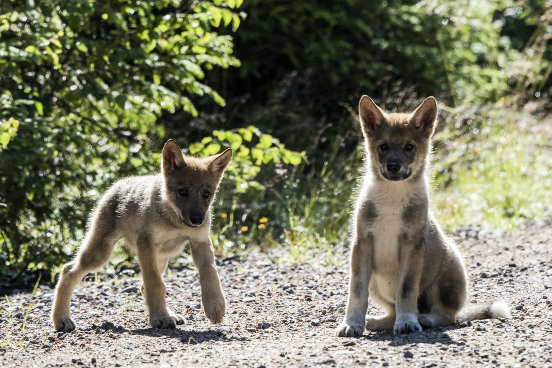 Halland May Get New Wolf Territories Next Year