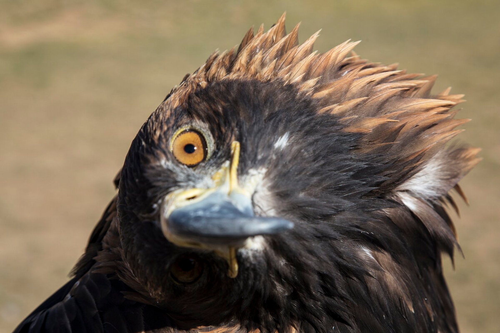 Mysterious Eagle Attacks in Norway: