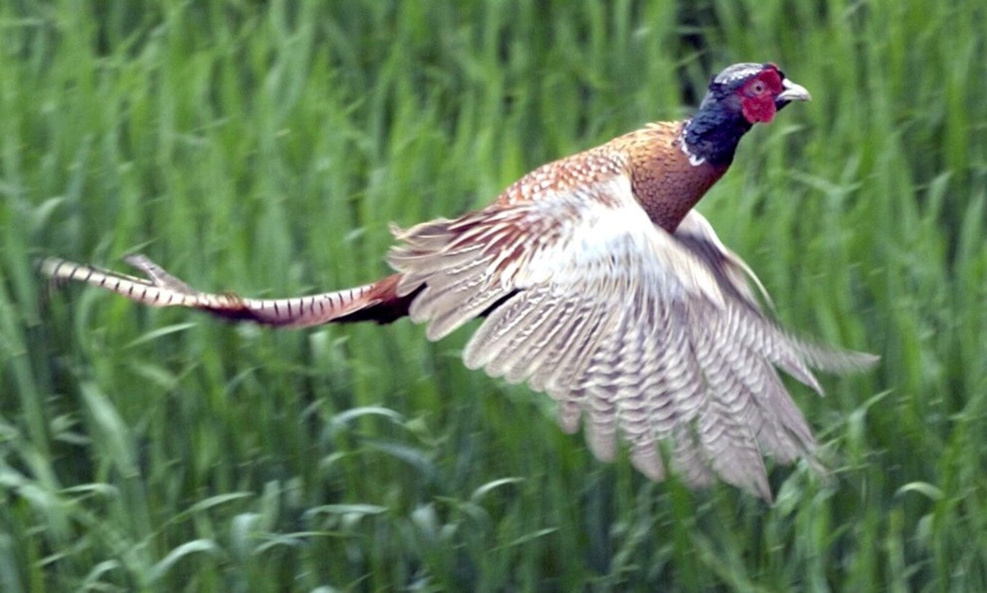 Bird Flu on Pheasant Farm in Skåne