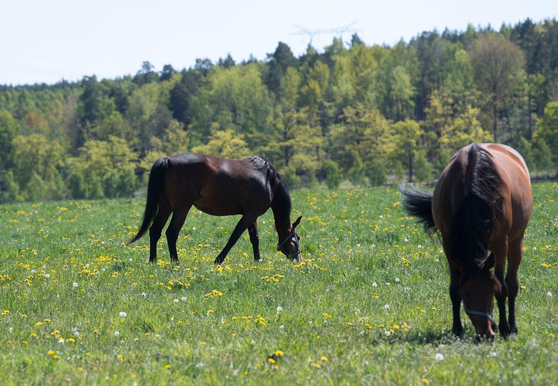 Horses Bubbe and Carisma were