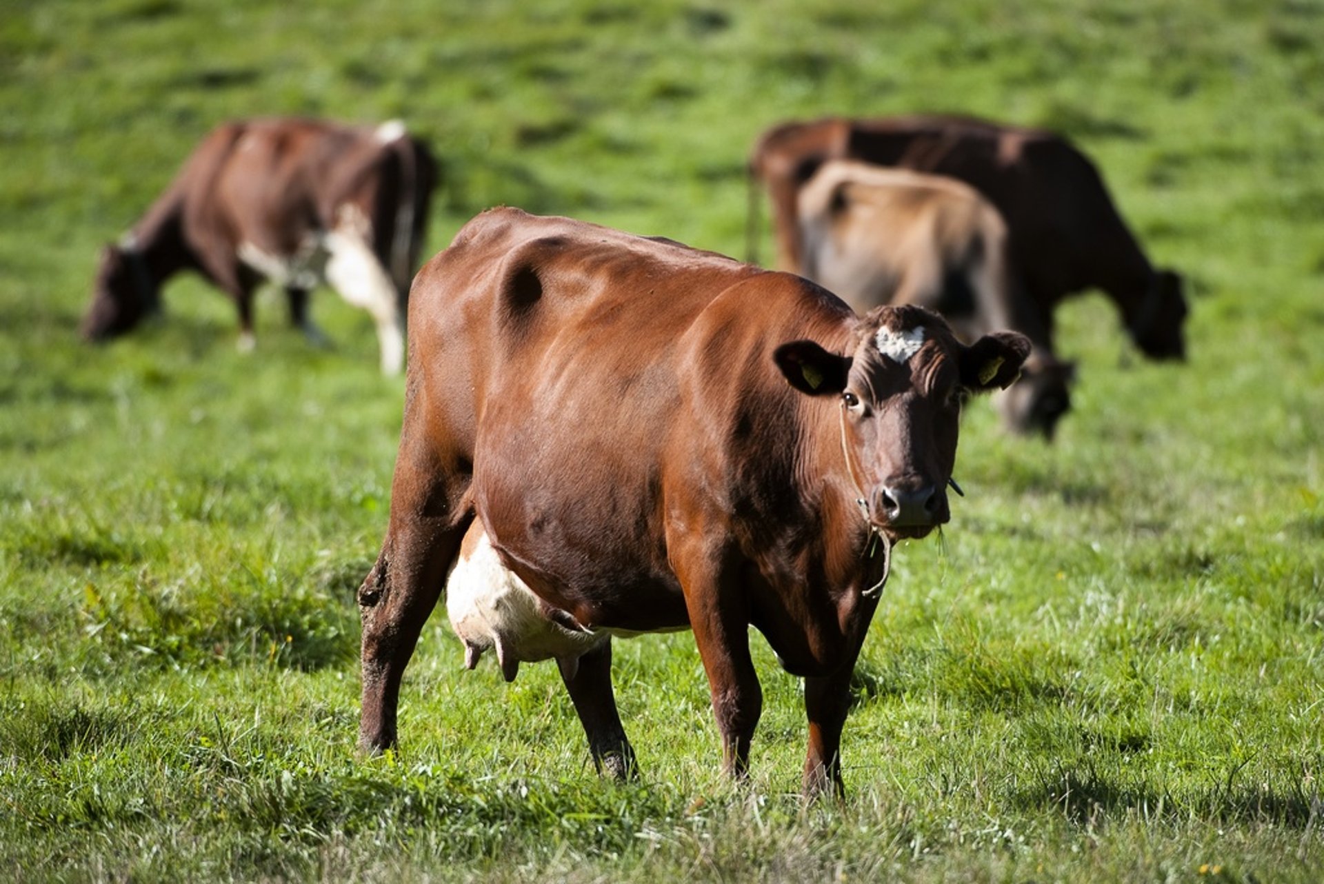 Proposal: Abolish Dairy Cows' Right to Green Pasture