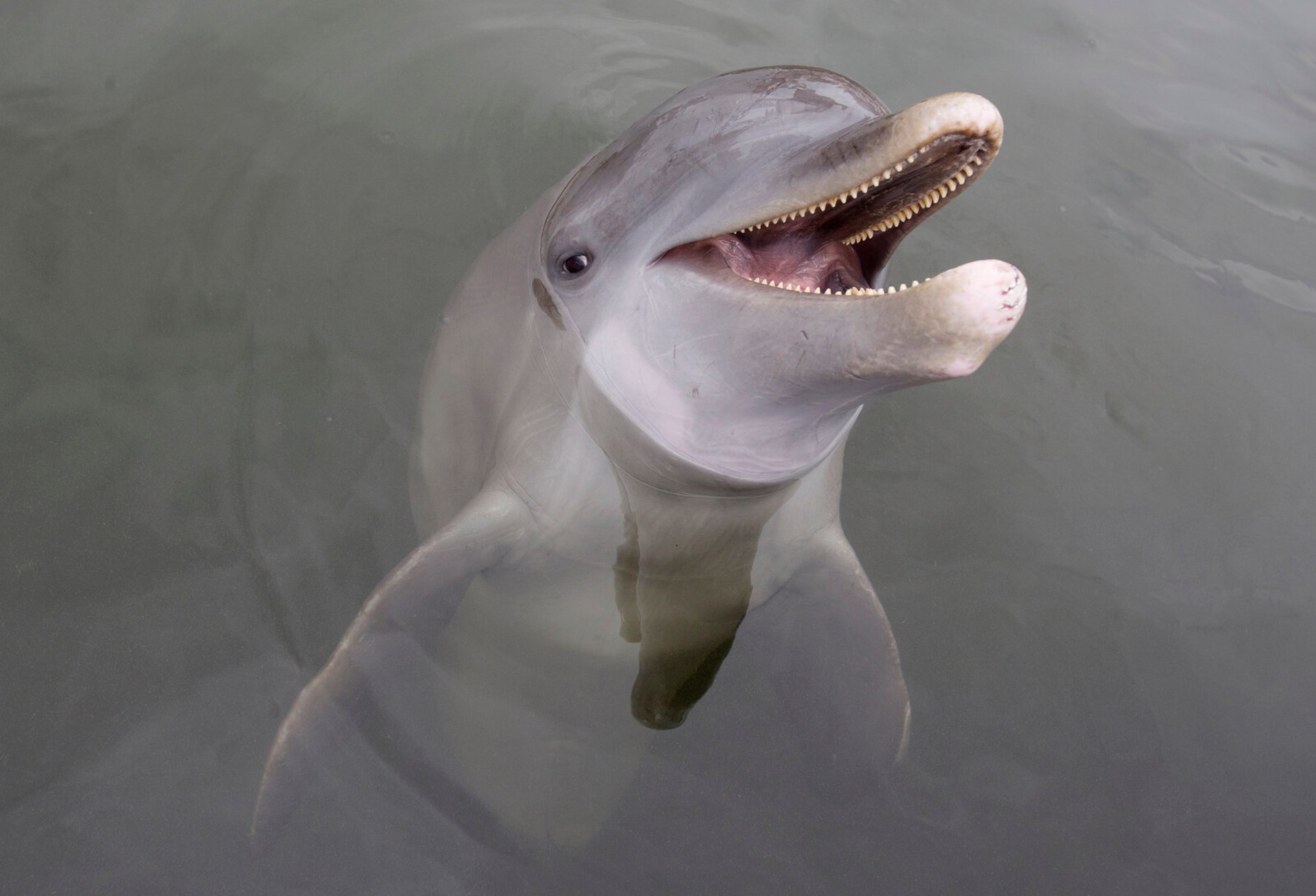 Lonely Dolphin in Denmark Talks to Himself