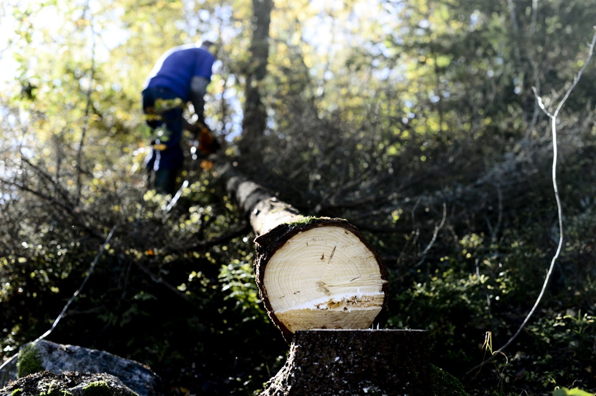 The Forestry Agency is laying off 97 employees