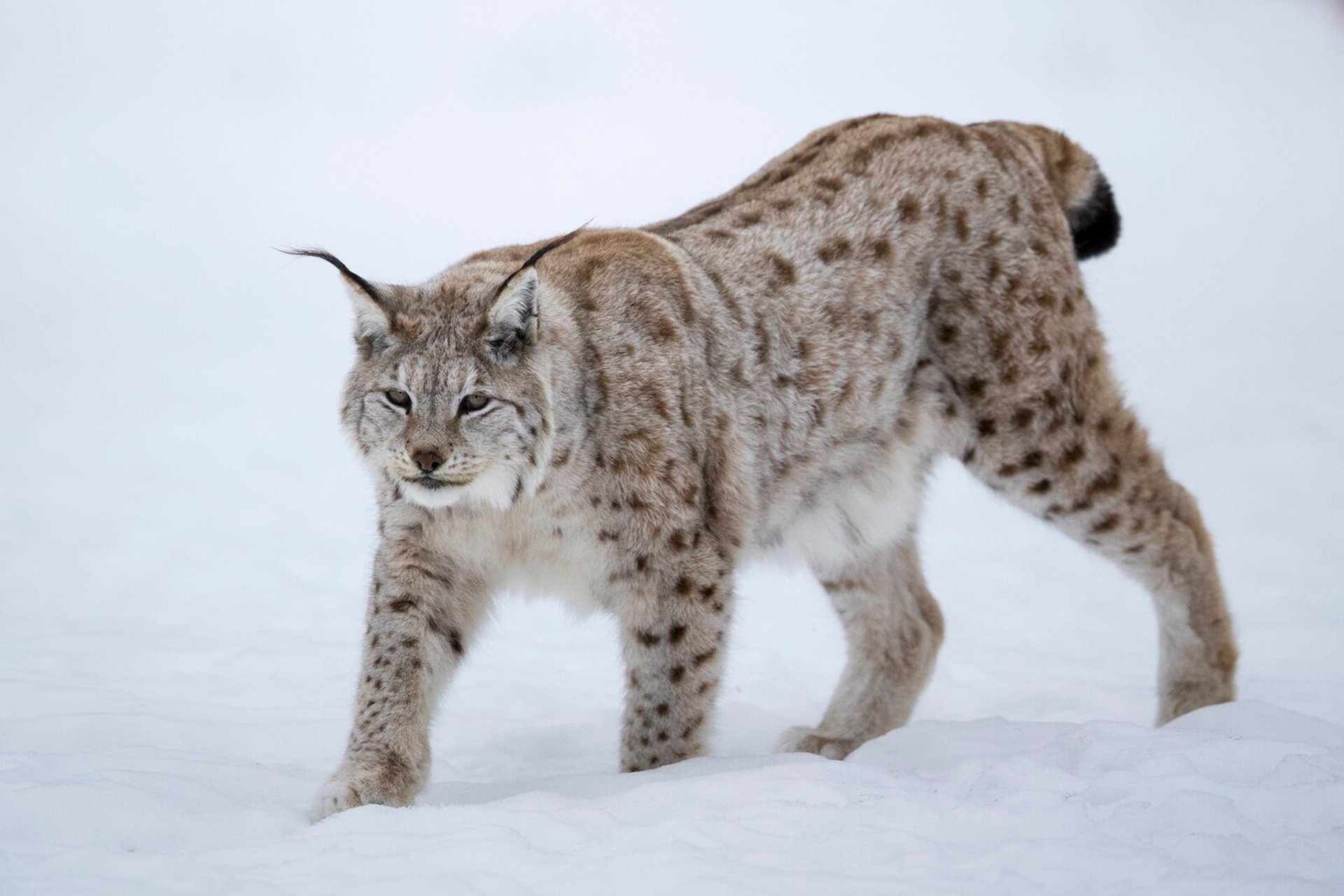 Twelve Lynxes Felled in Protective Hunting