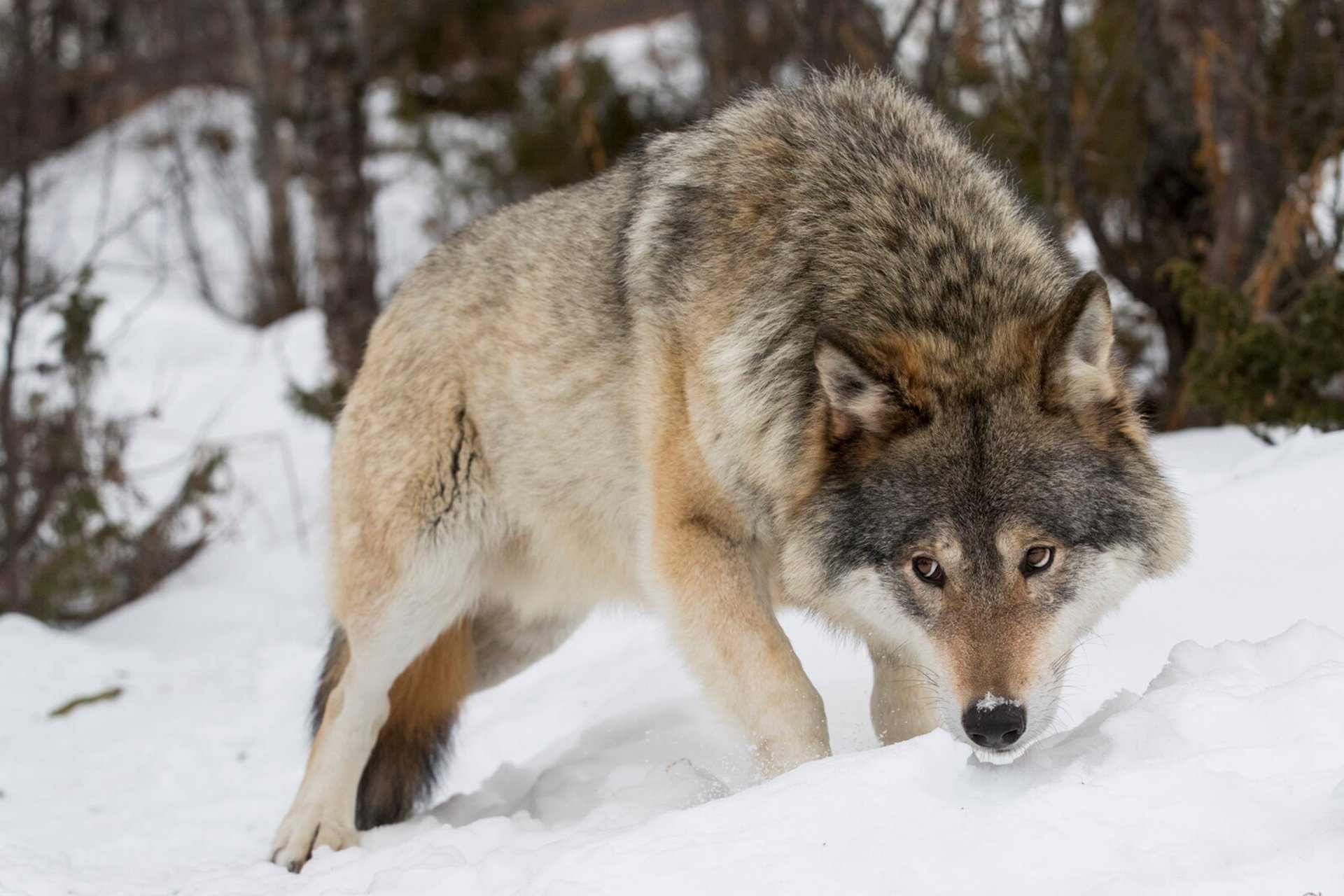 This year's wolf hunt cancelled - 25 animals shot