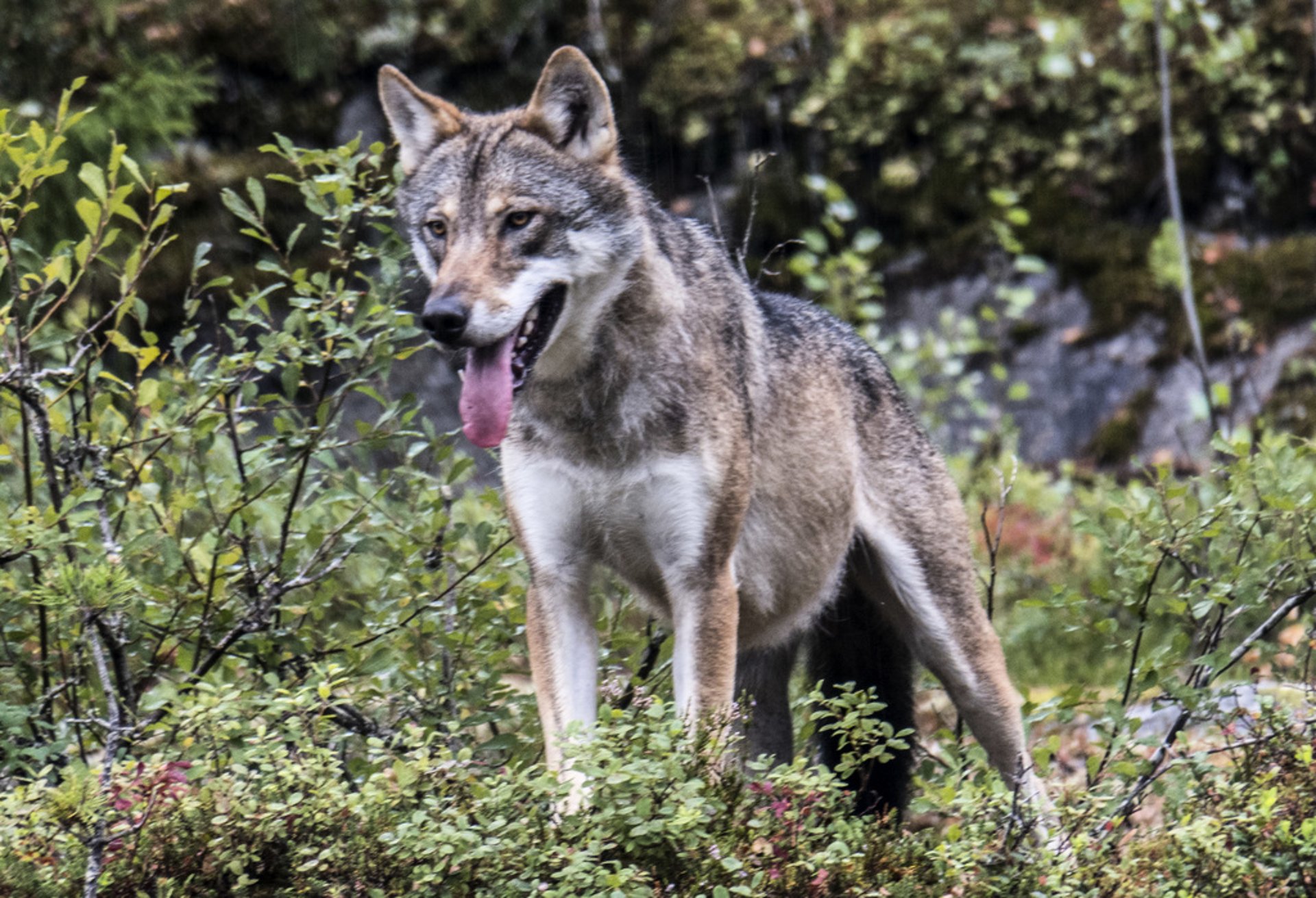 Protective Hunting of a Wolf that has Approached in Dalarna