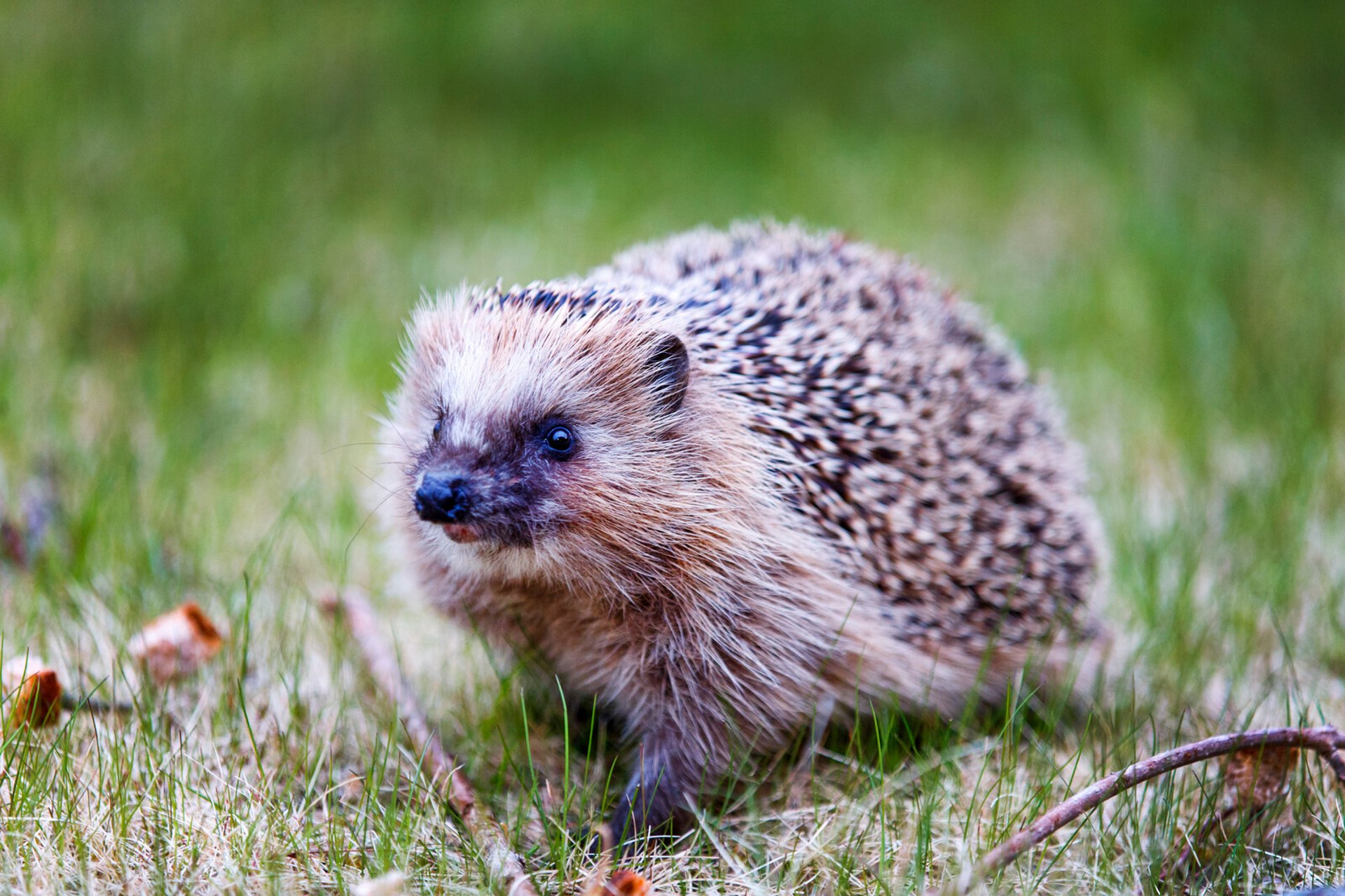 Hedgehogs most common on Gotland