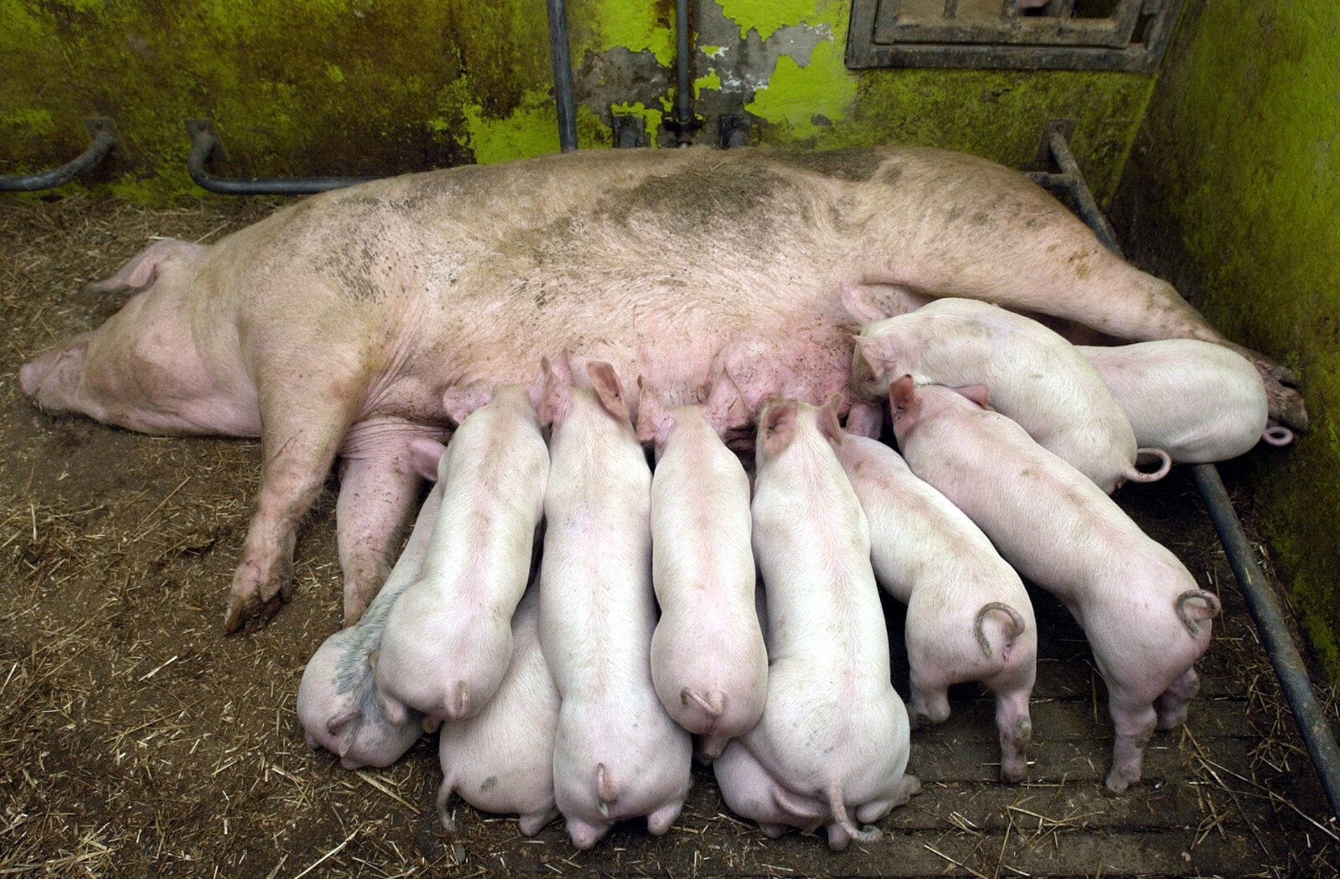 Hundreds of threats against artist who starved piglets