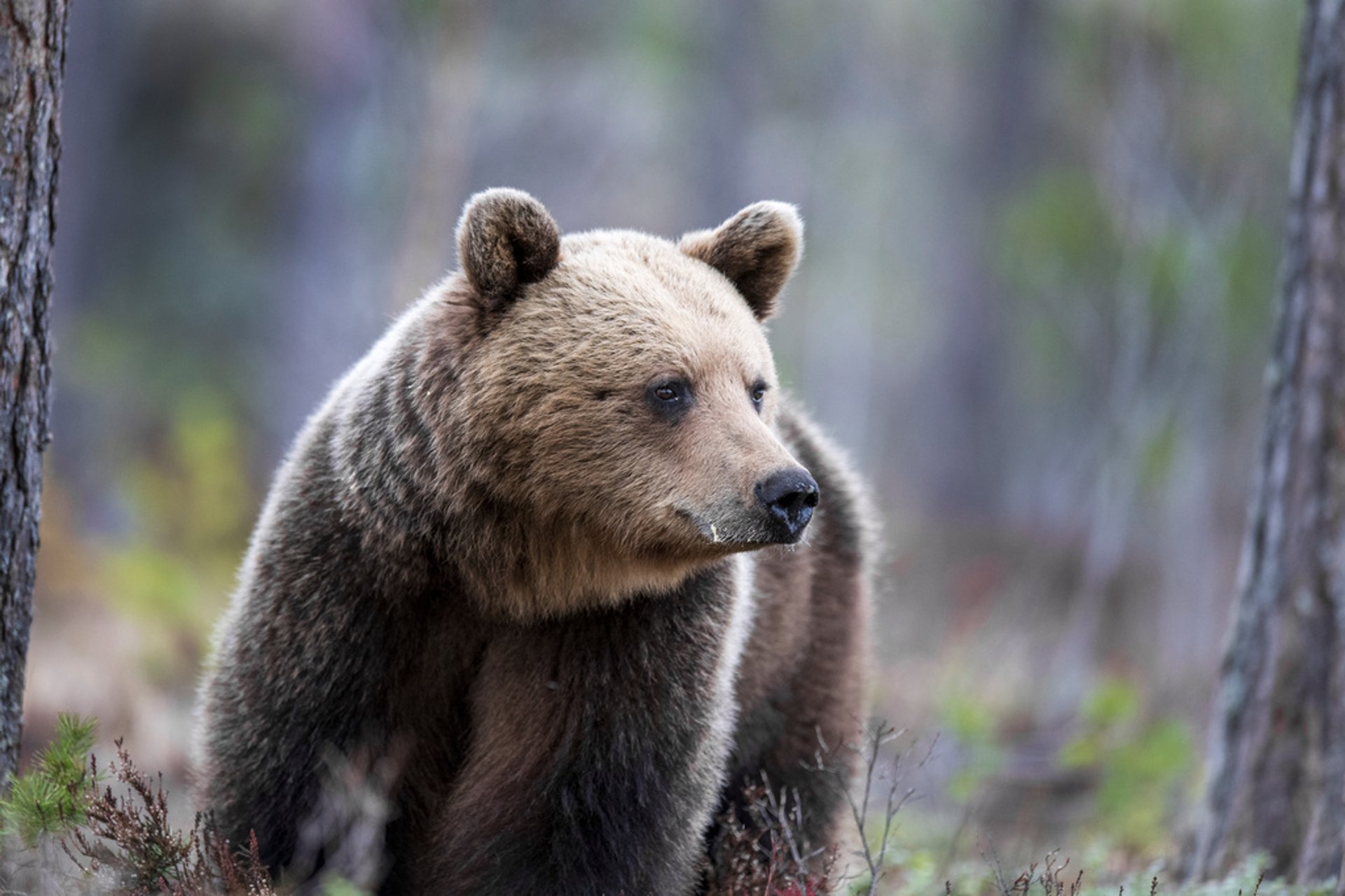 Over 70 bears shot in the first hours of the hunt