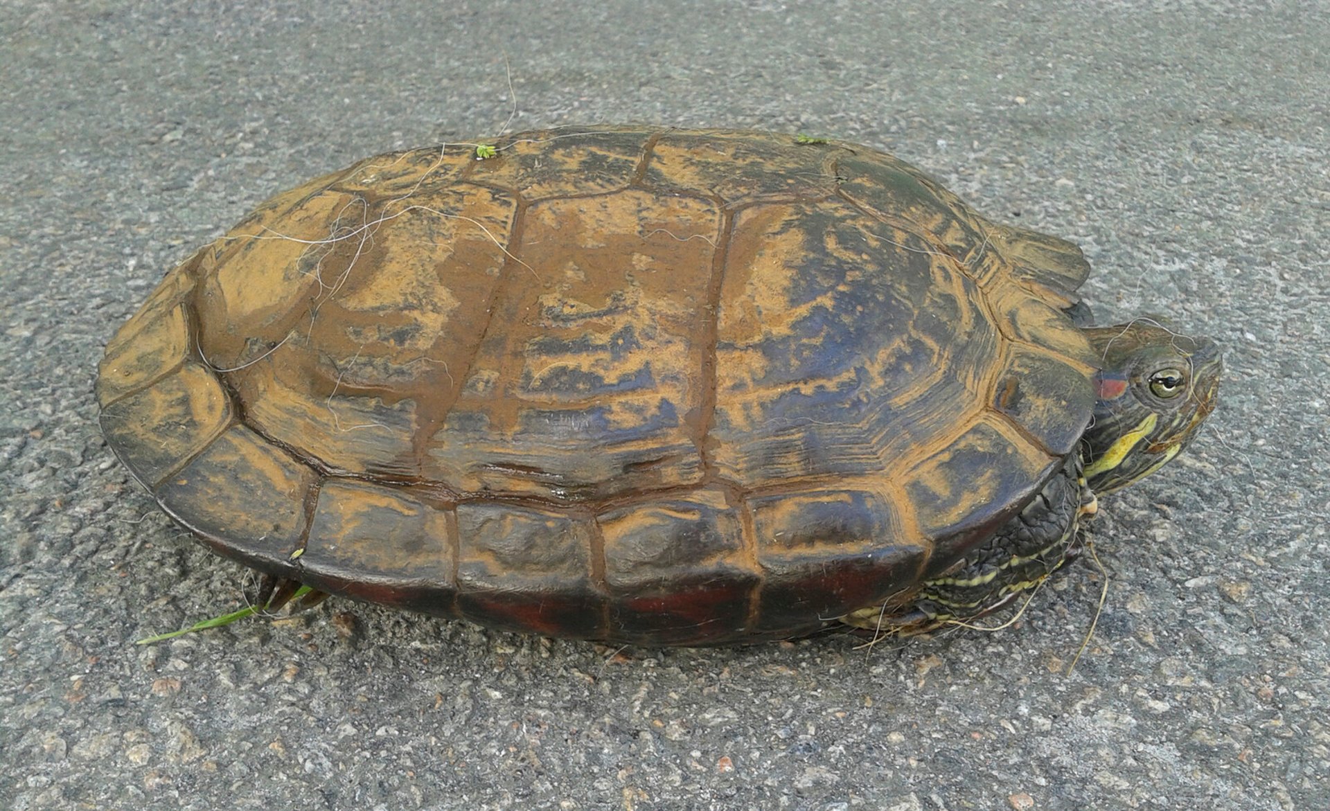 Hunt for Invasive Turtles in Copenhagen