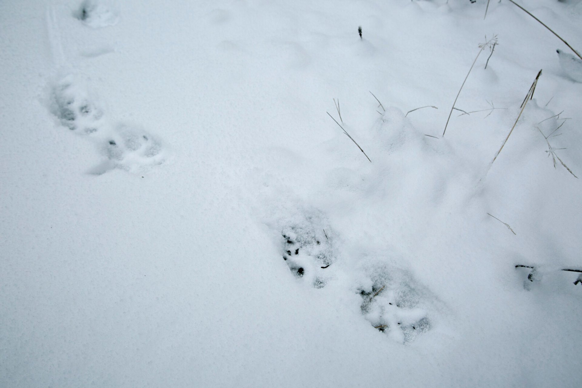 Wolf hunt concluded in three territories