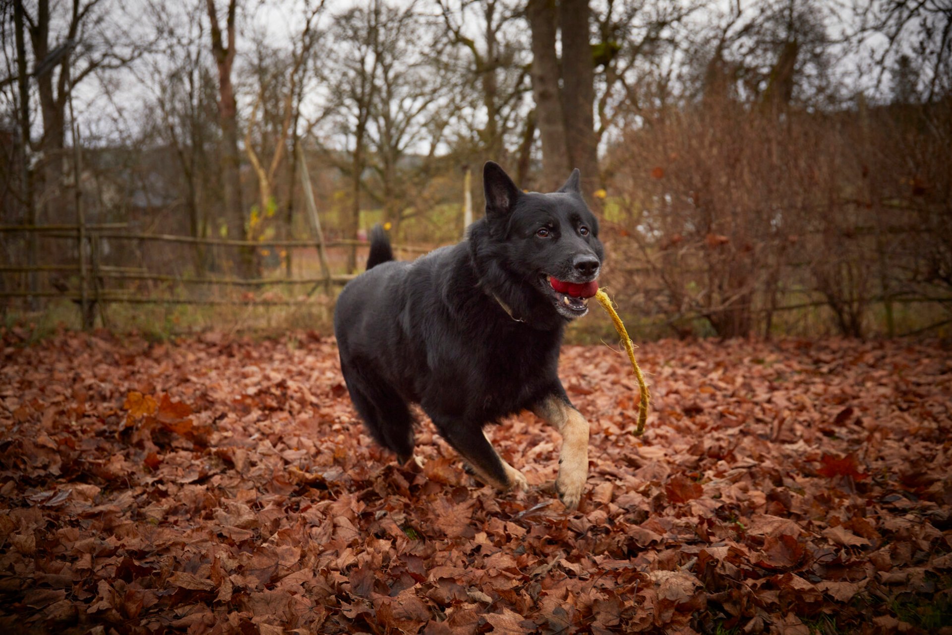 Rescued 130 Cows – Is the Year's Hero Dog