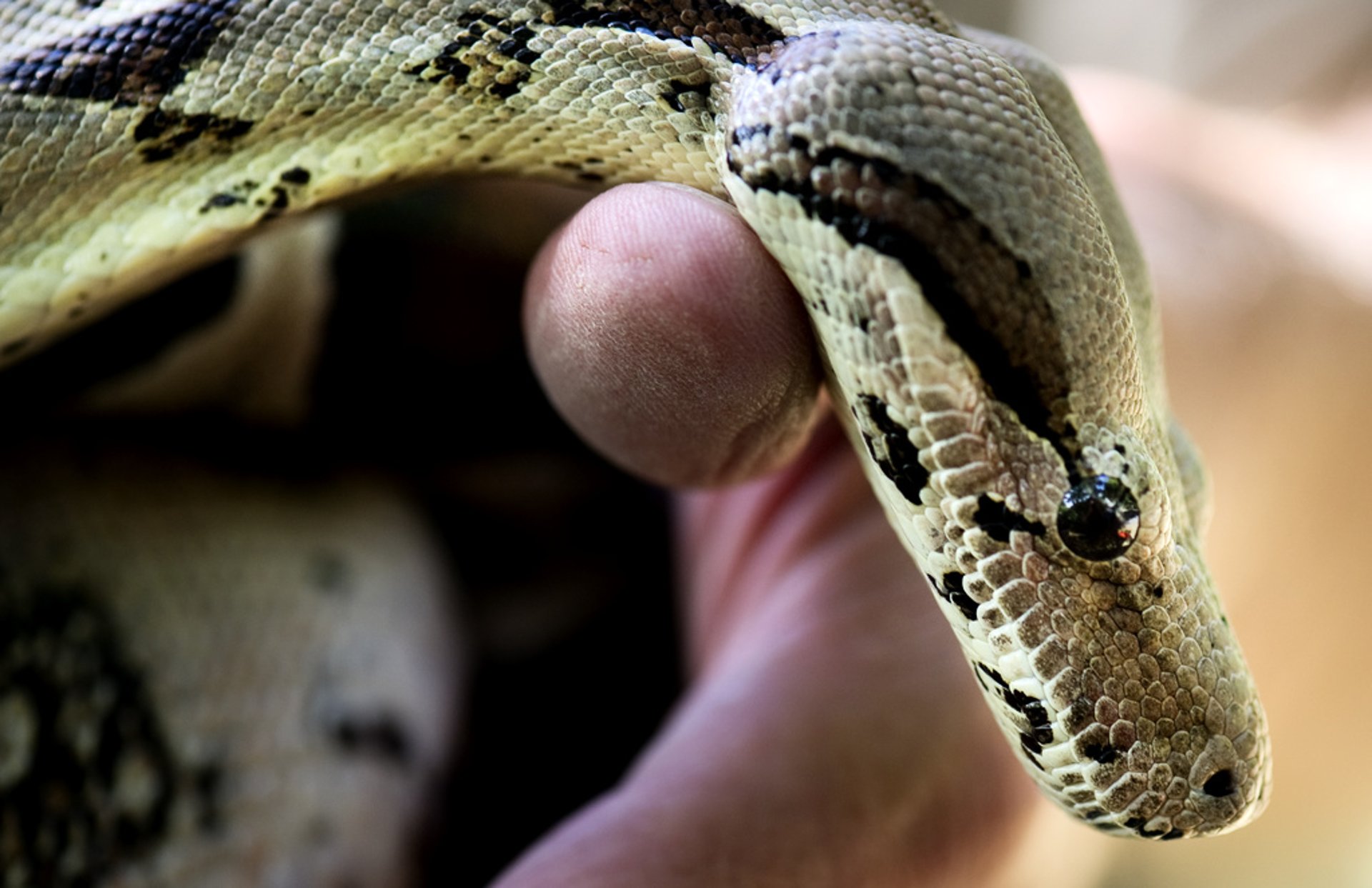 Two-meter-long exotic snake found on bike path