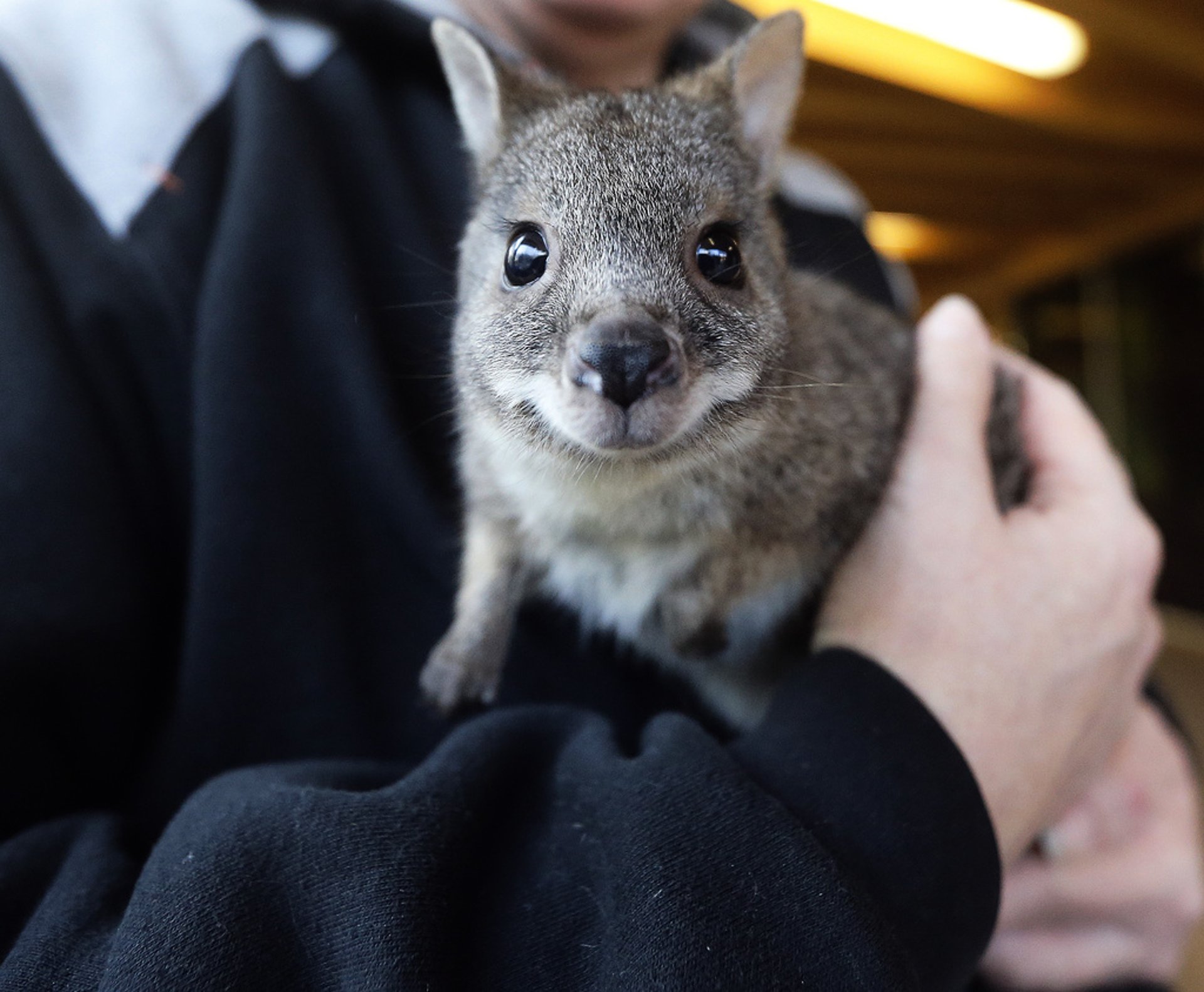 Stopped with kangaroos and parrots in the car