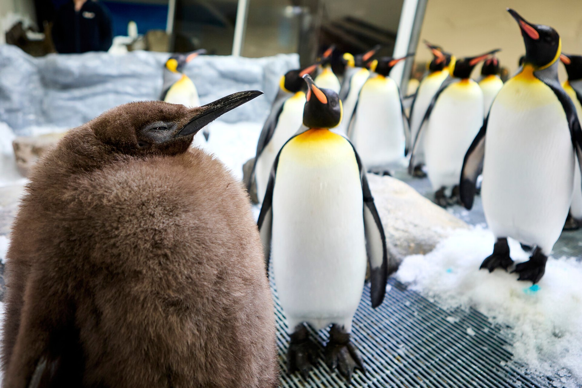 Baby Penguin Pesto – Heavy on the Internet and the Scales