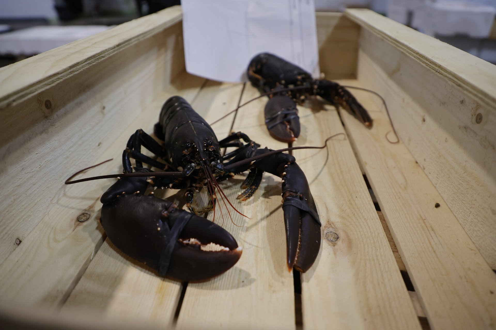 The year's first lobster sold