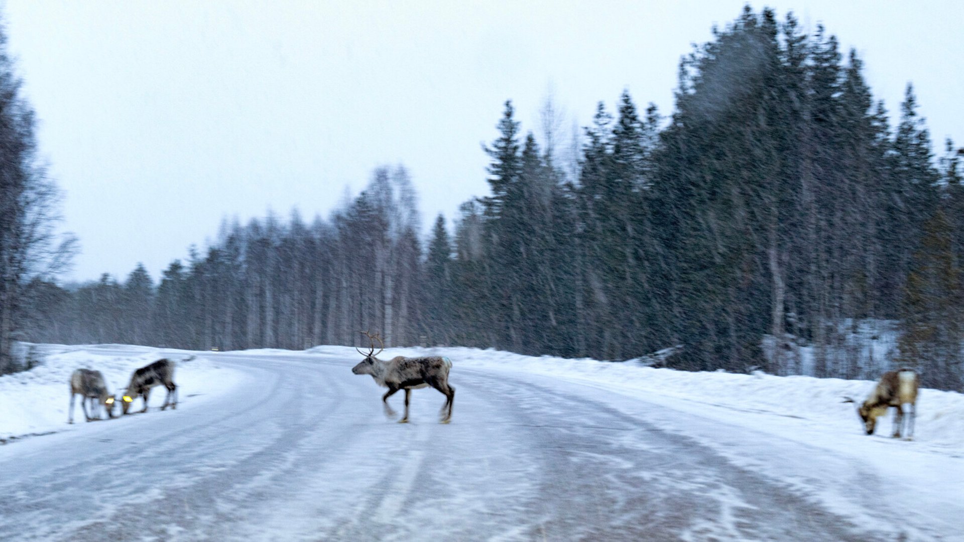 Three Reindeer Killed – Linked to Rally Conflict