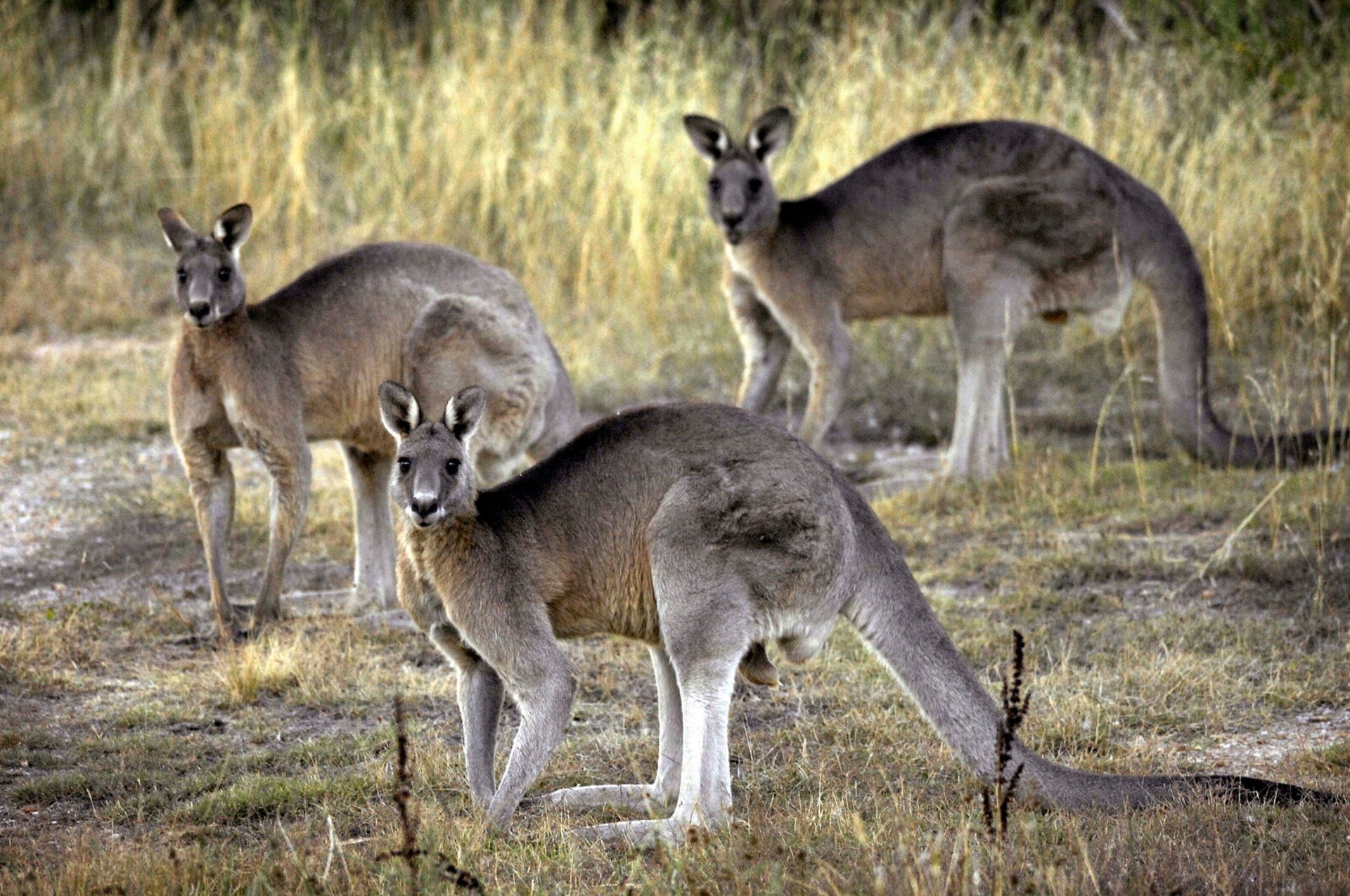 Nearly 100 kangaroos shot – man prosecuted