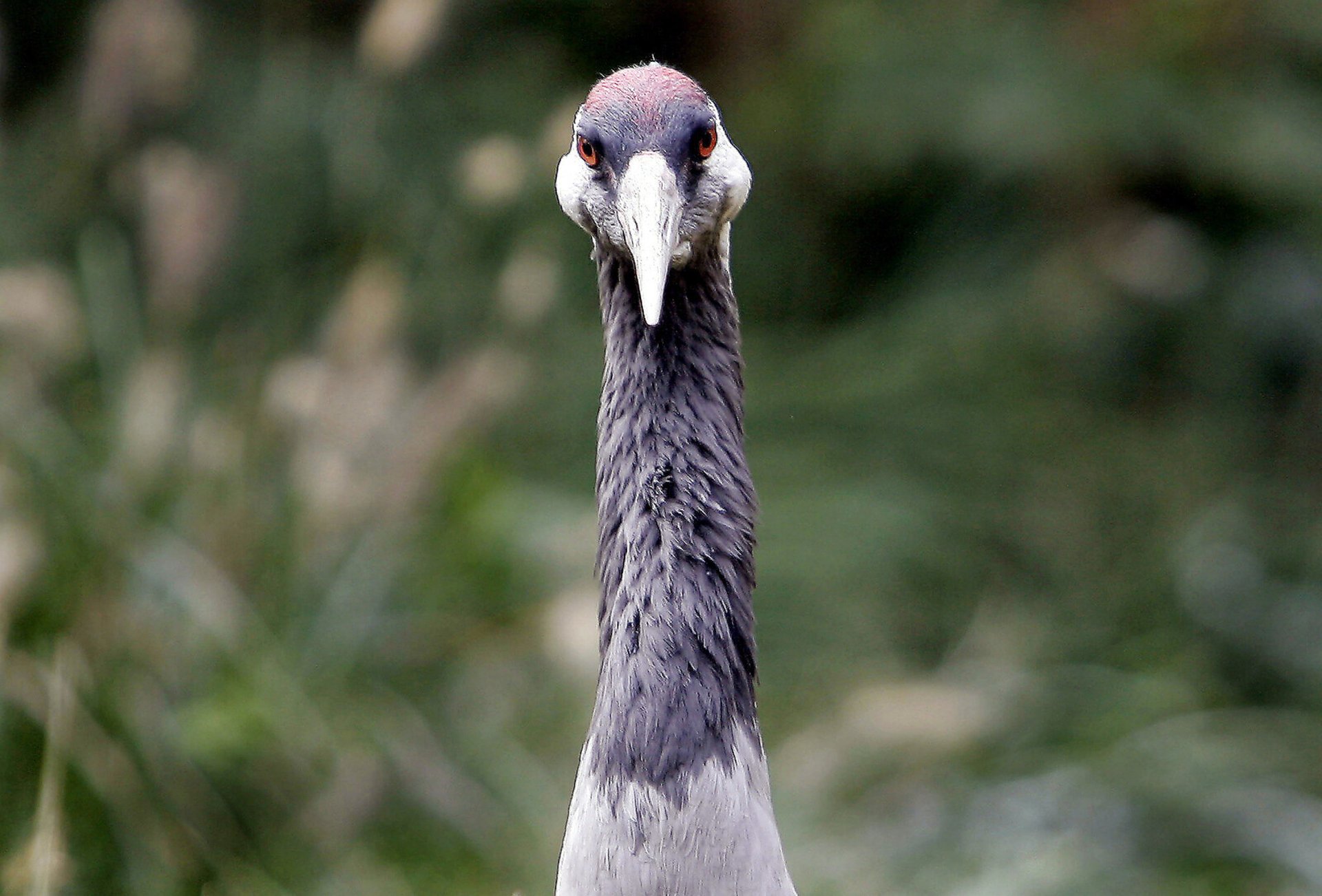 Crane Hybrid - Risks Being Shot