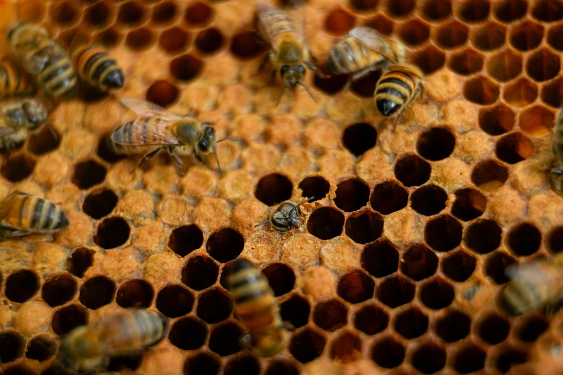 Colony of invasive bee species