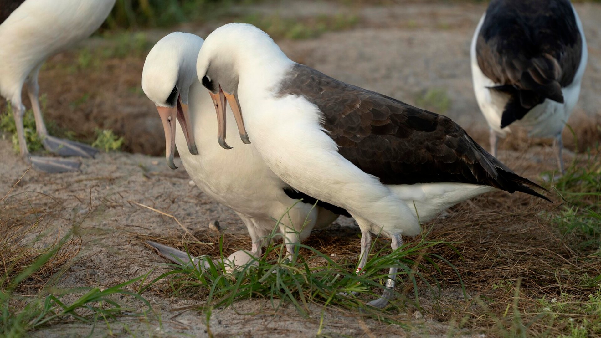 The world's oldest bird lays an egg with a new partner