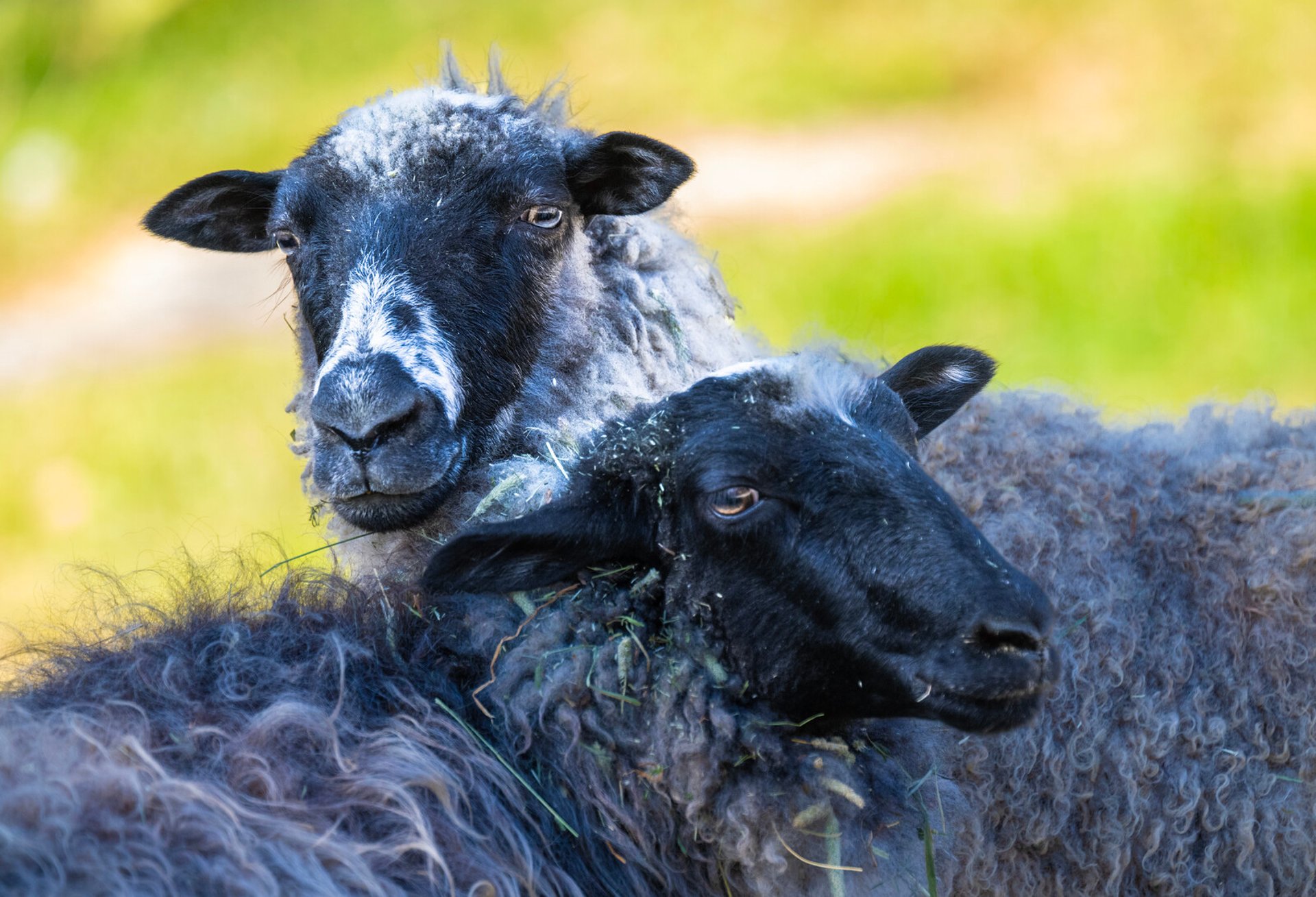 Rare Parasite Found in Sheep on Gotland