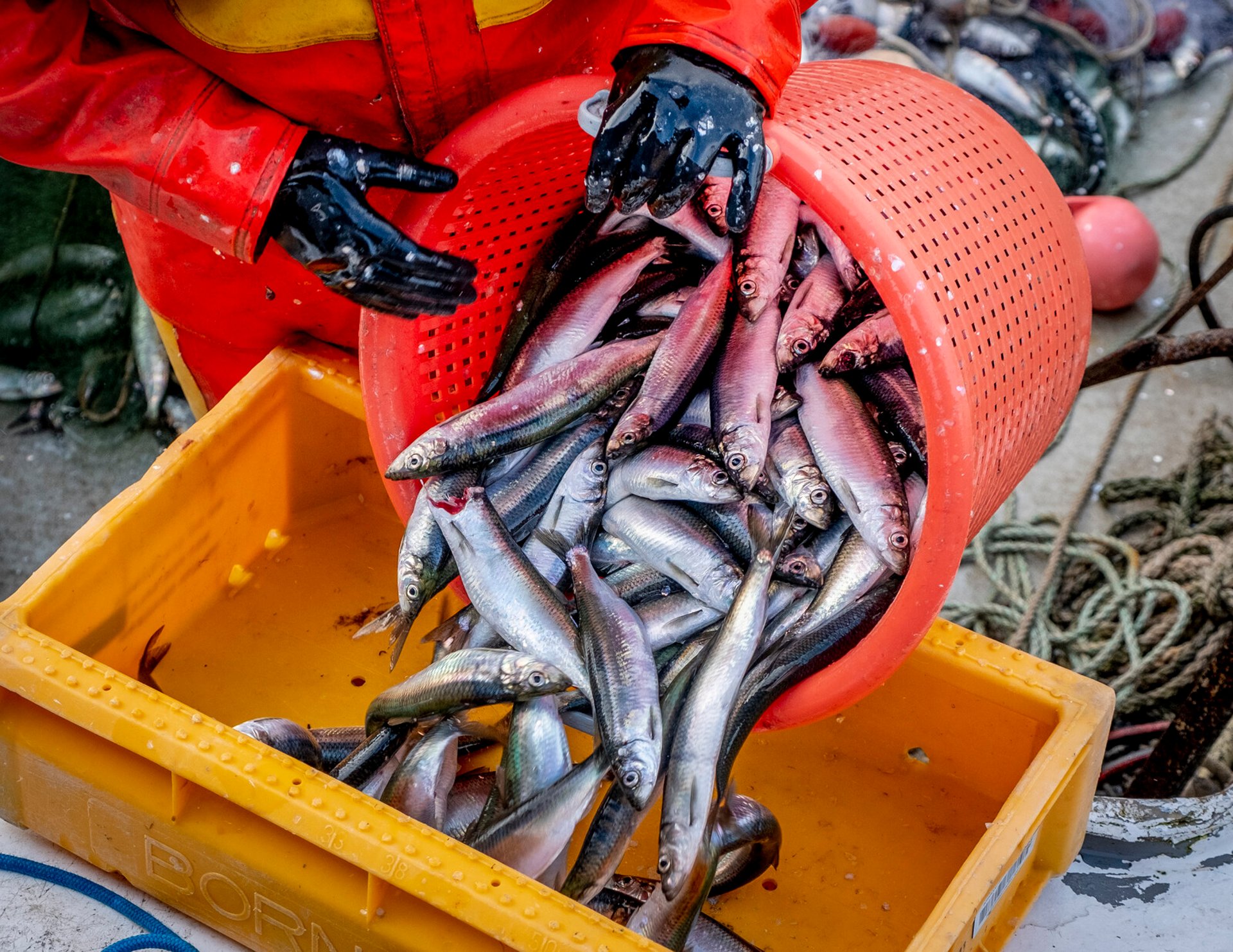 Ban on Cod Fishing in the West Sea