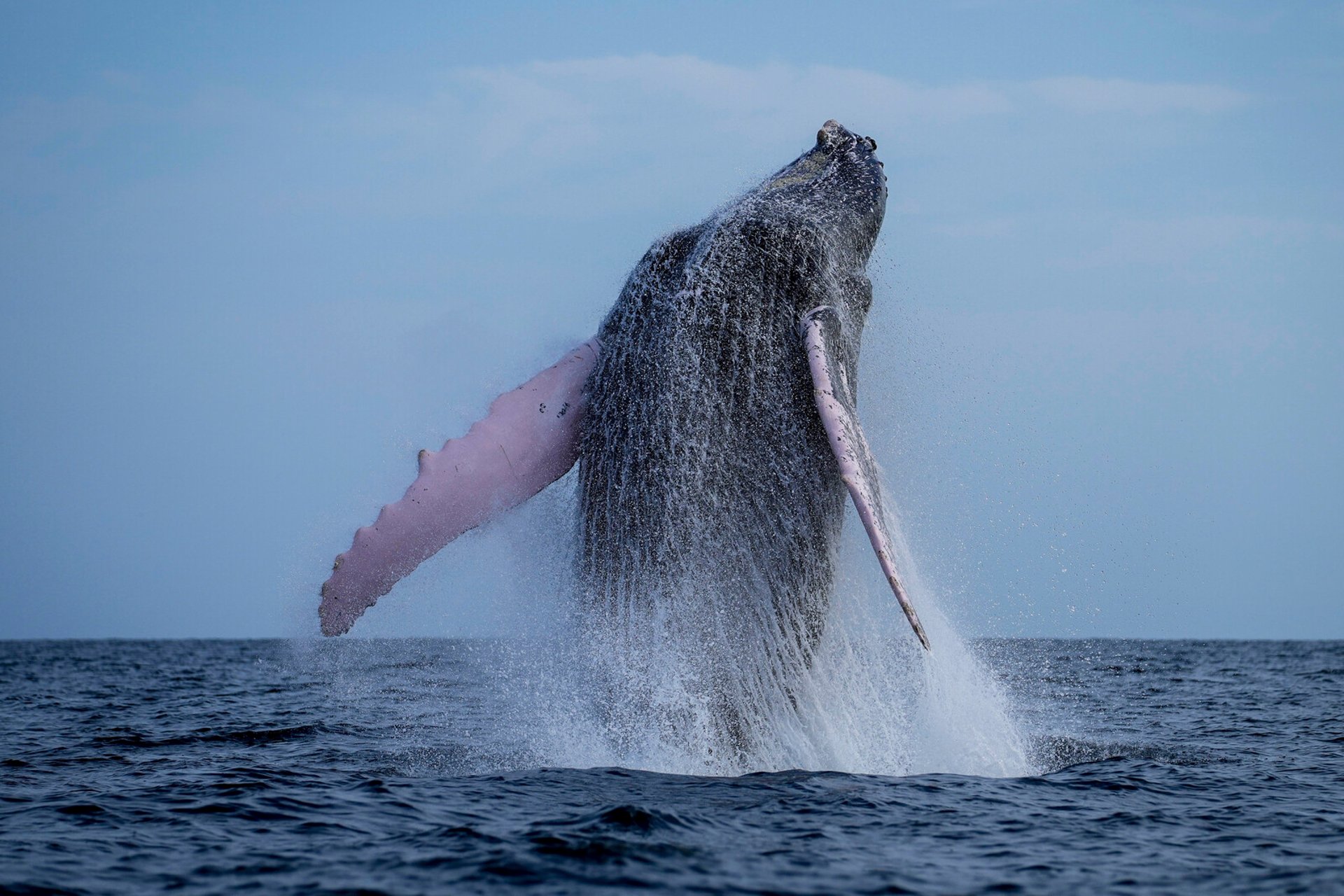 Kayaker swallowed by humpback whale: "Thought I was dead"