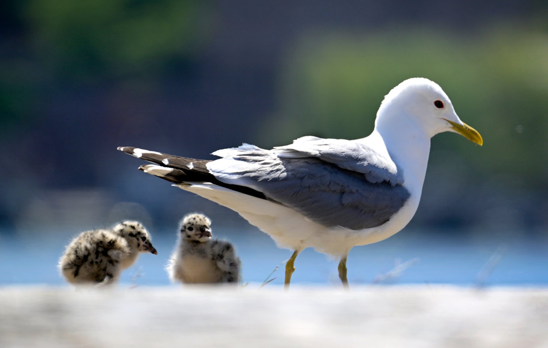 Ran around with a seagull – got into trouble