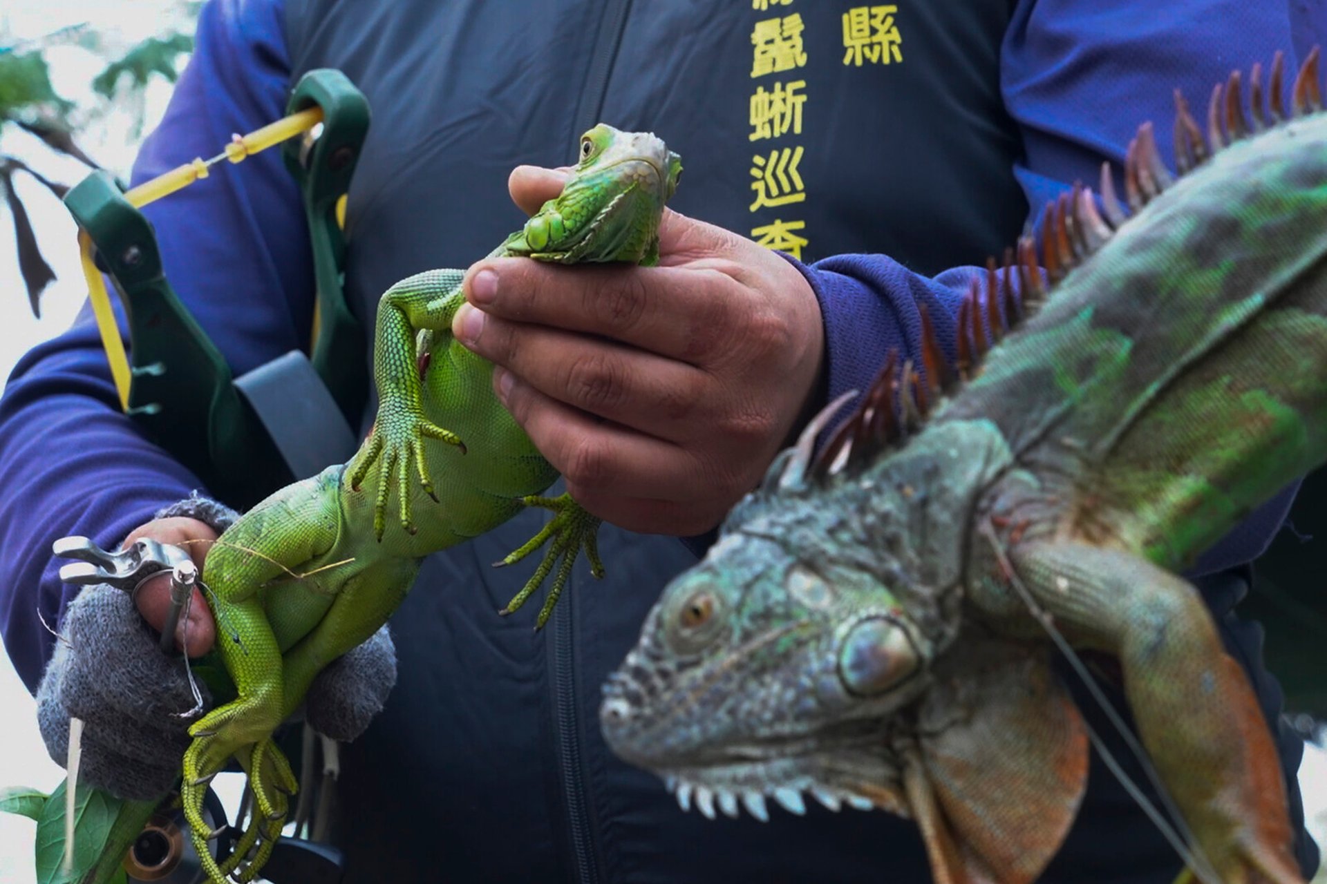 120,000 iguanas to be put