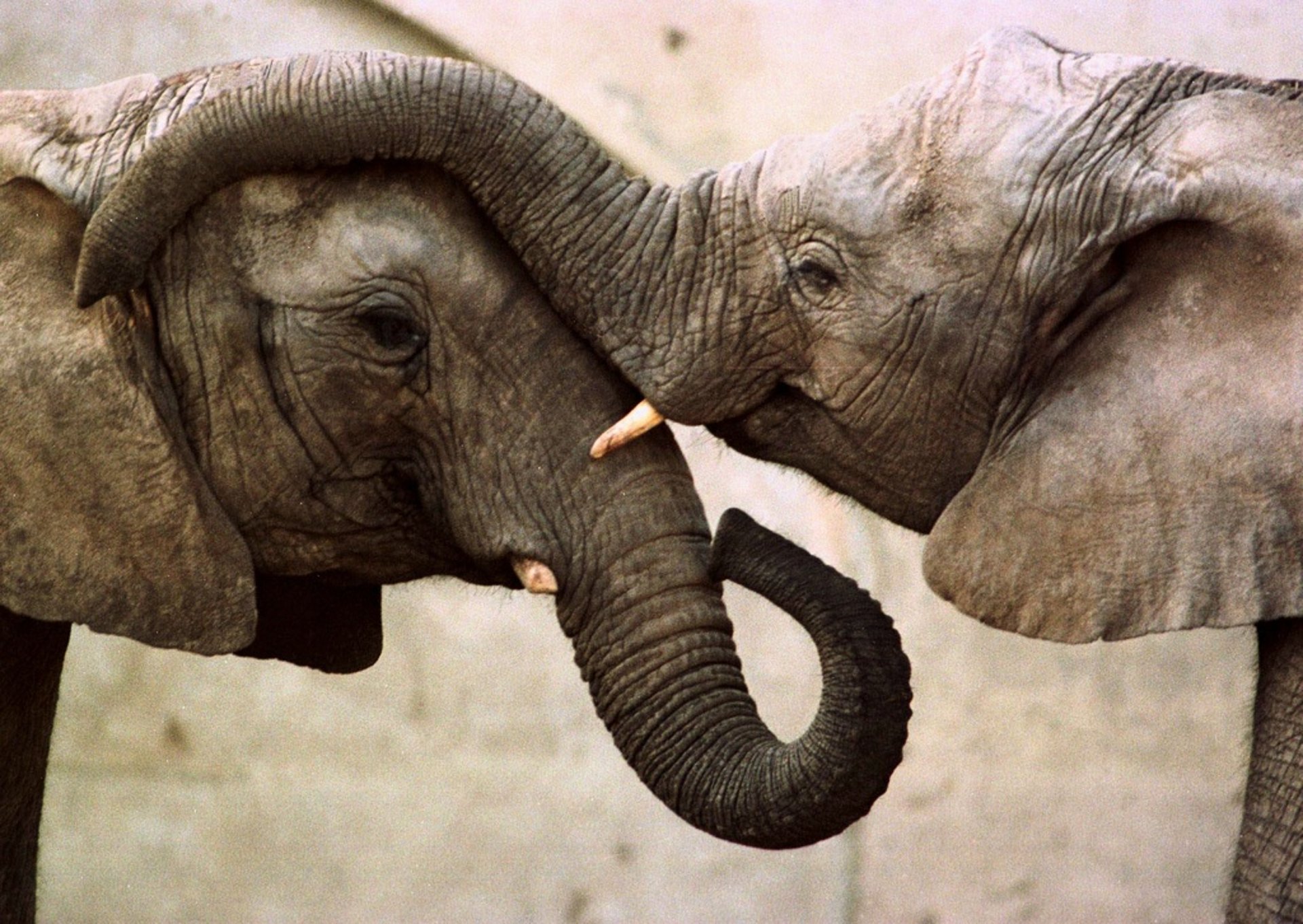 Elephants have their own names – can call each other