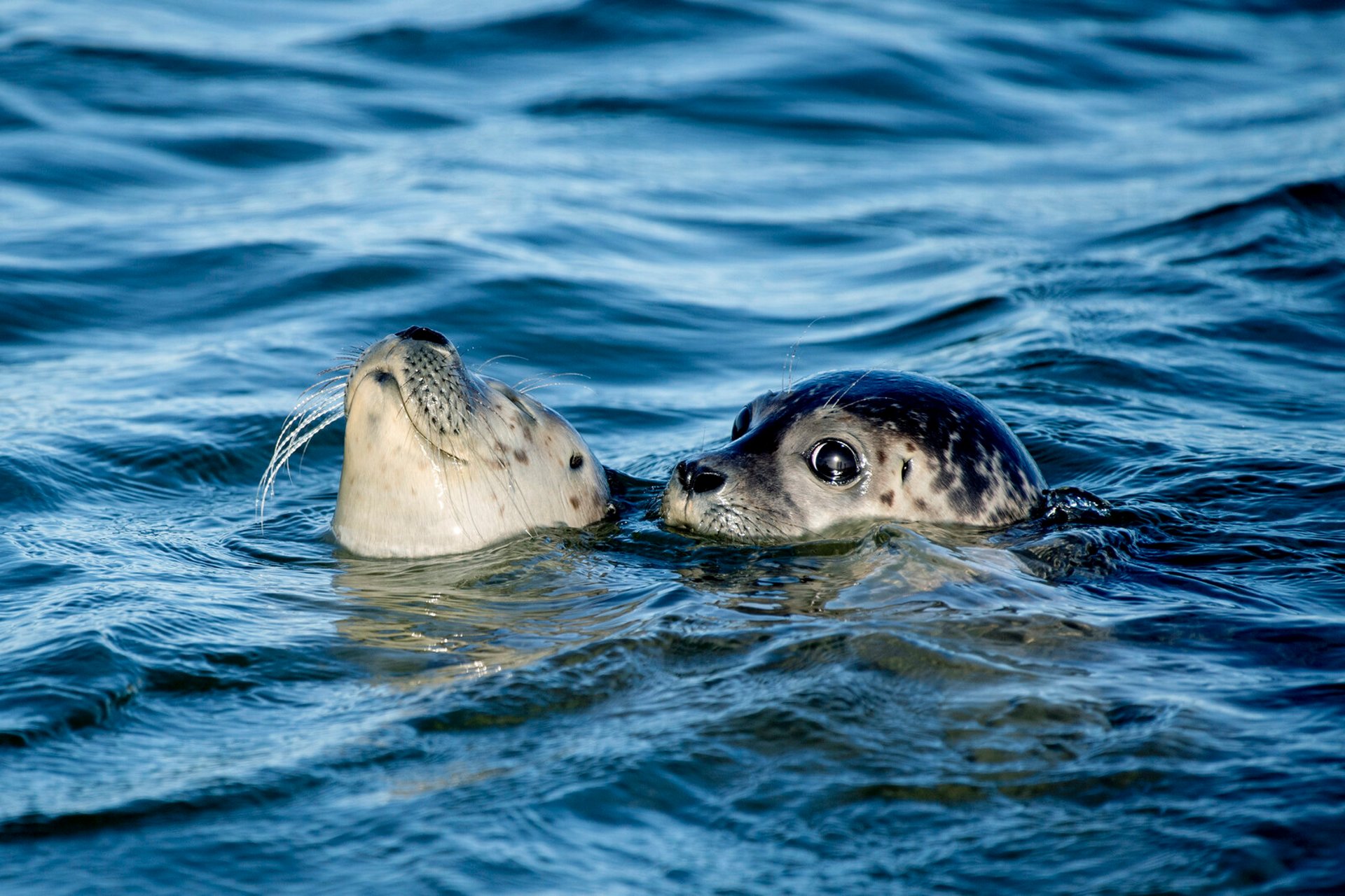 Mass death among seals in