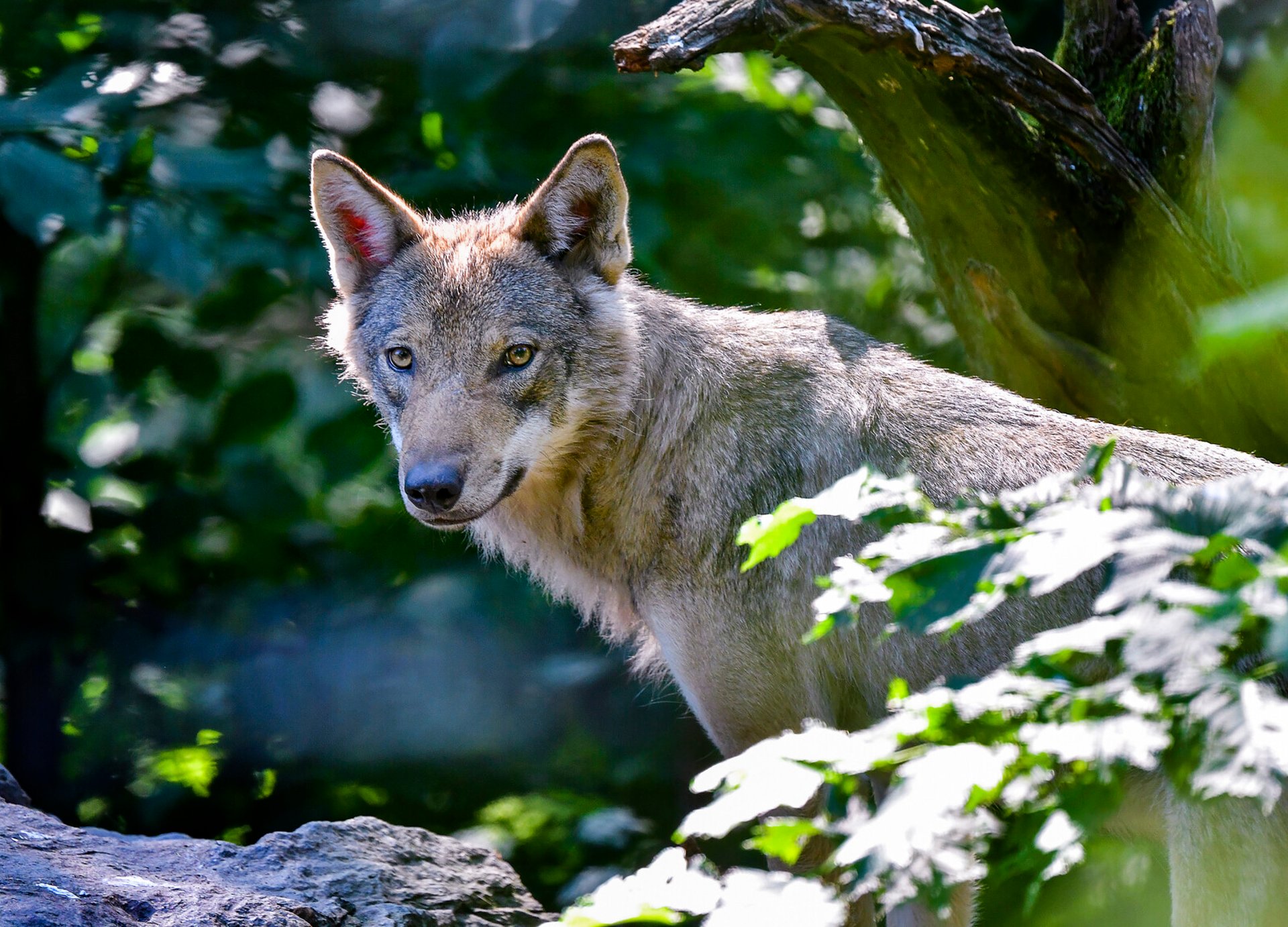 Protective hunting of wolf that killed pony