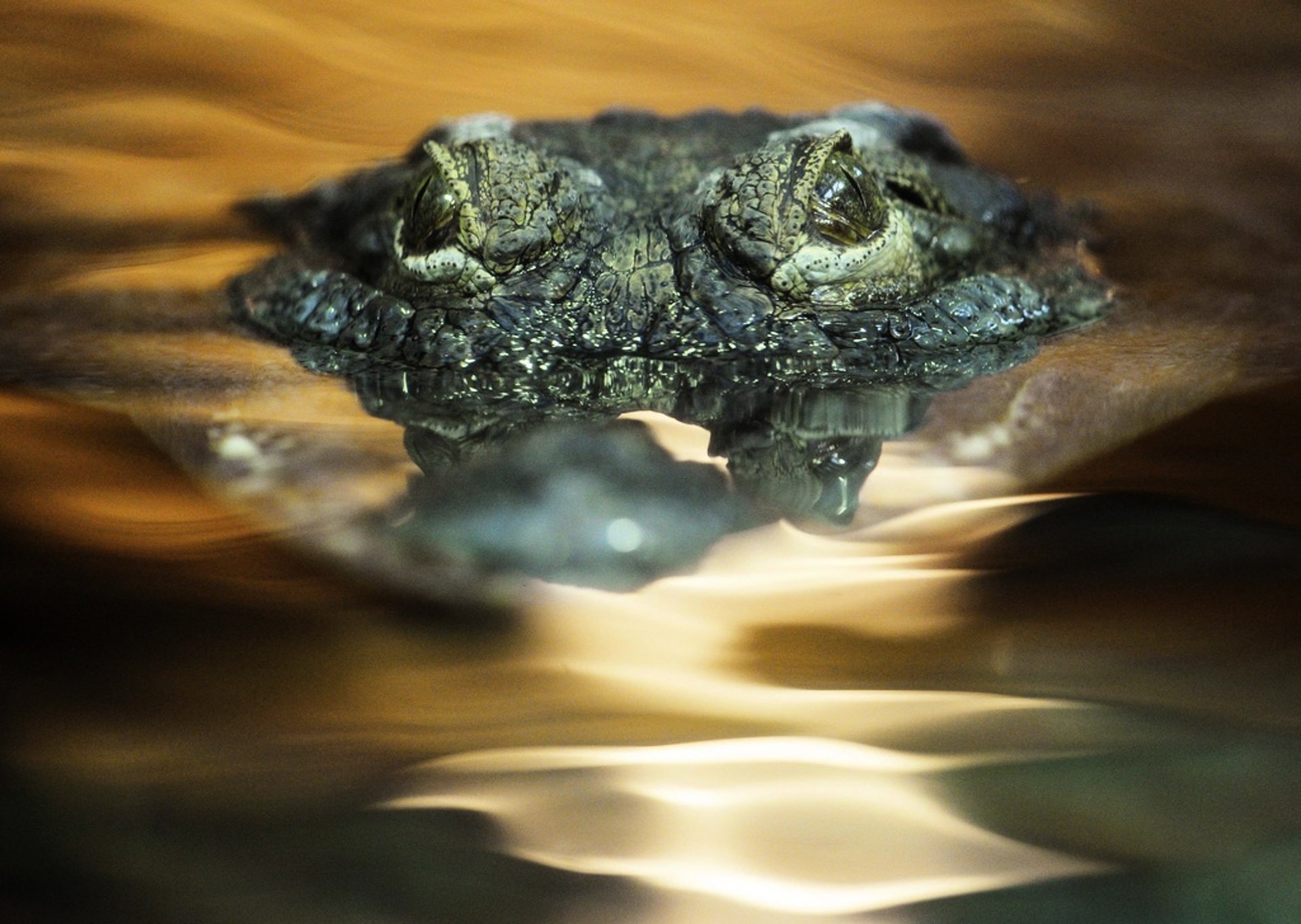 Crocodile eaten by locals – became soup itself