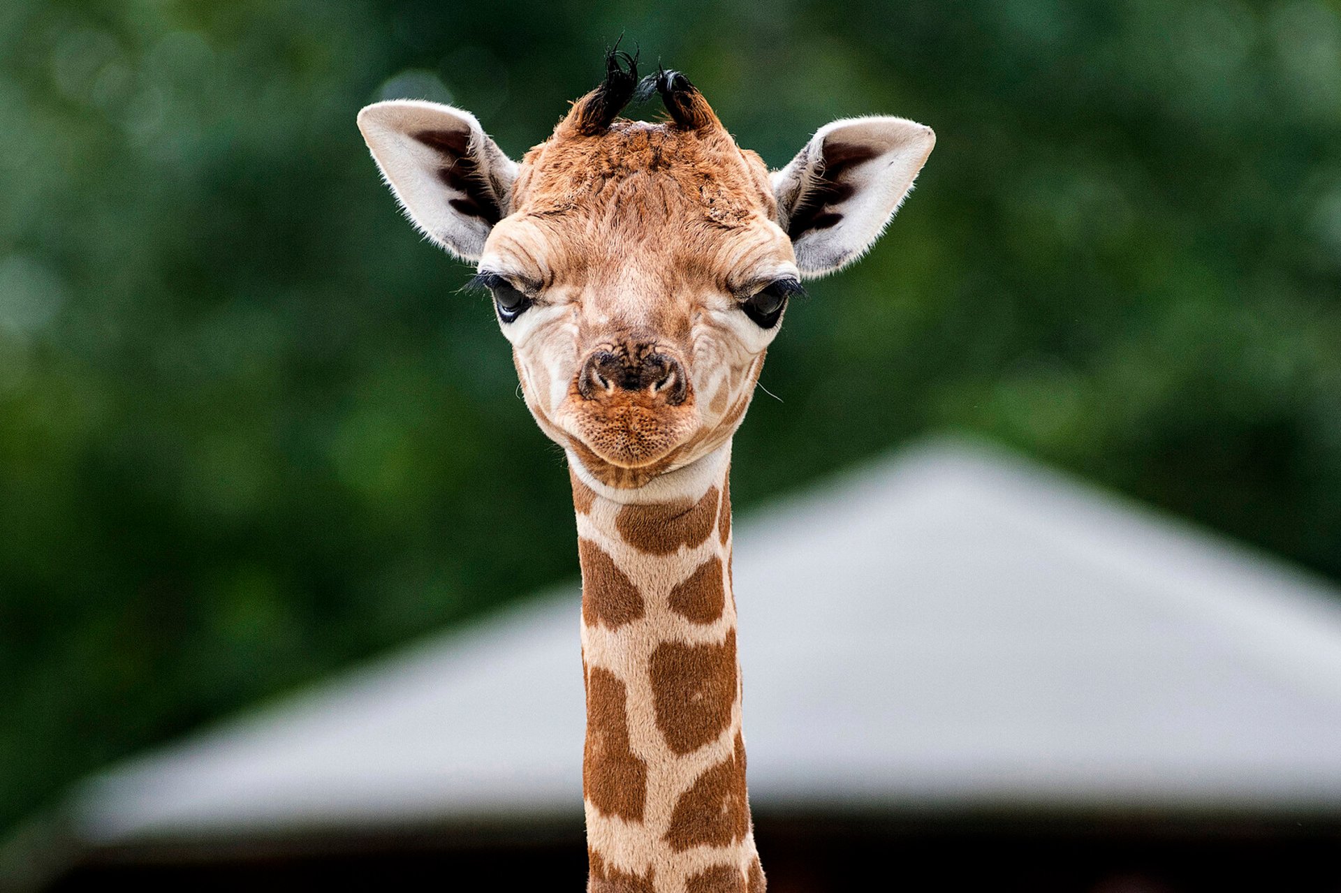 Surprising Find in Giraffe Poop