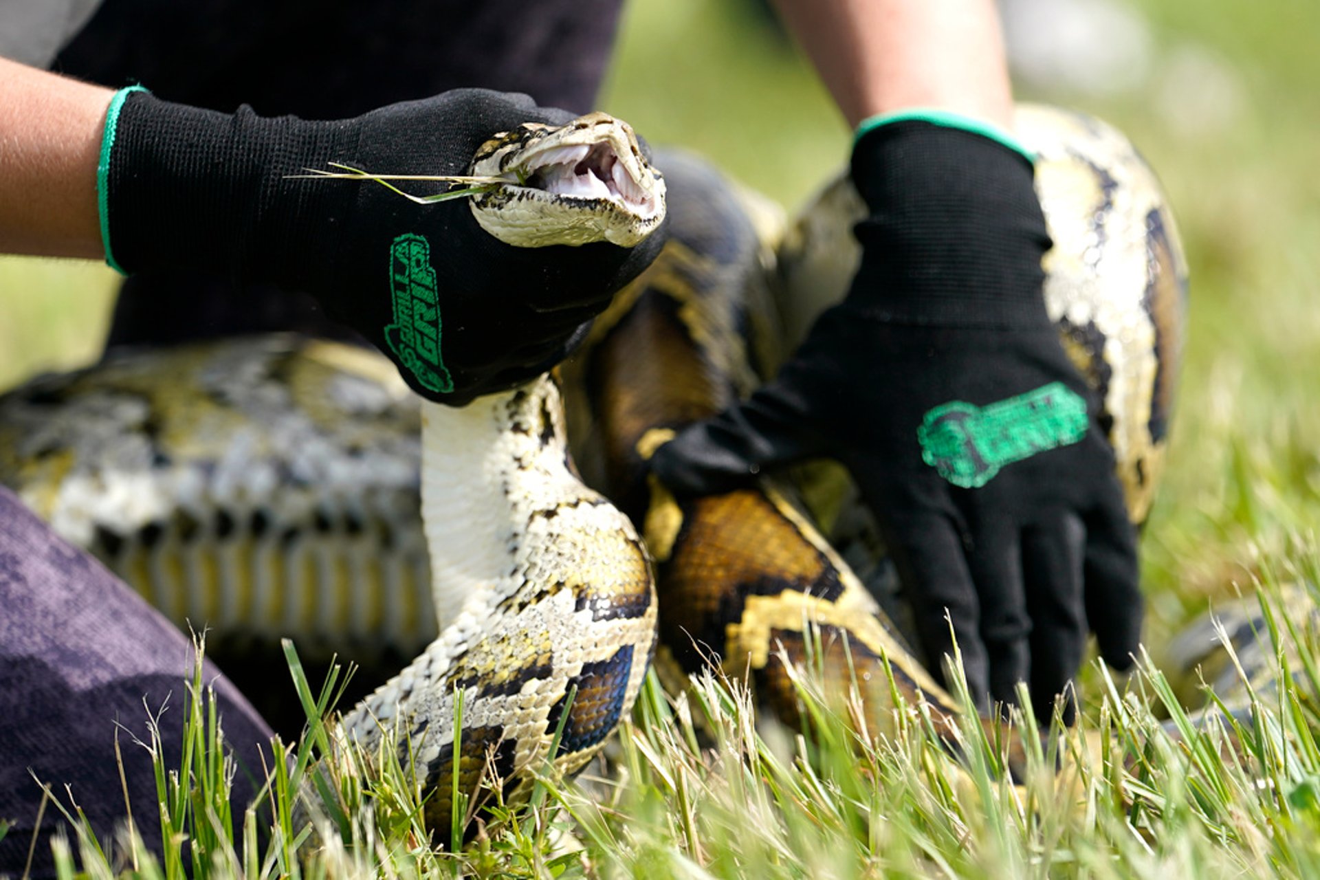 The Starting Gun for the Hunt on Python Snakes Has Gone Off