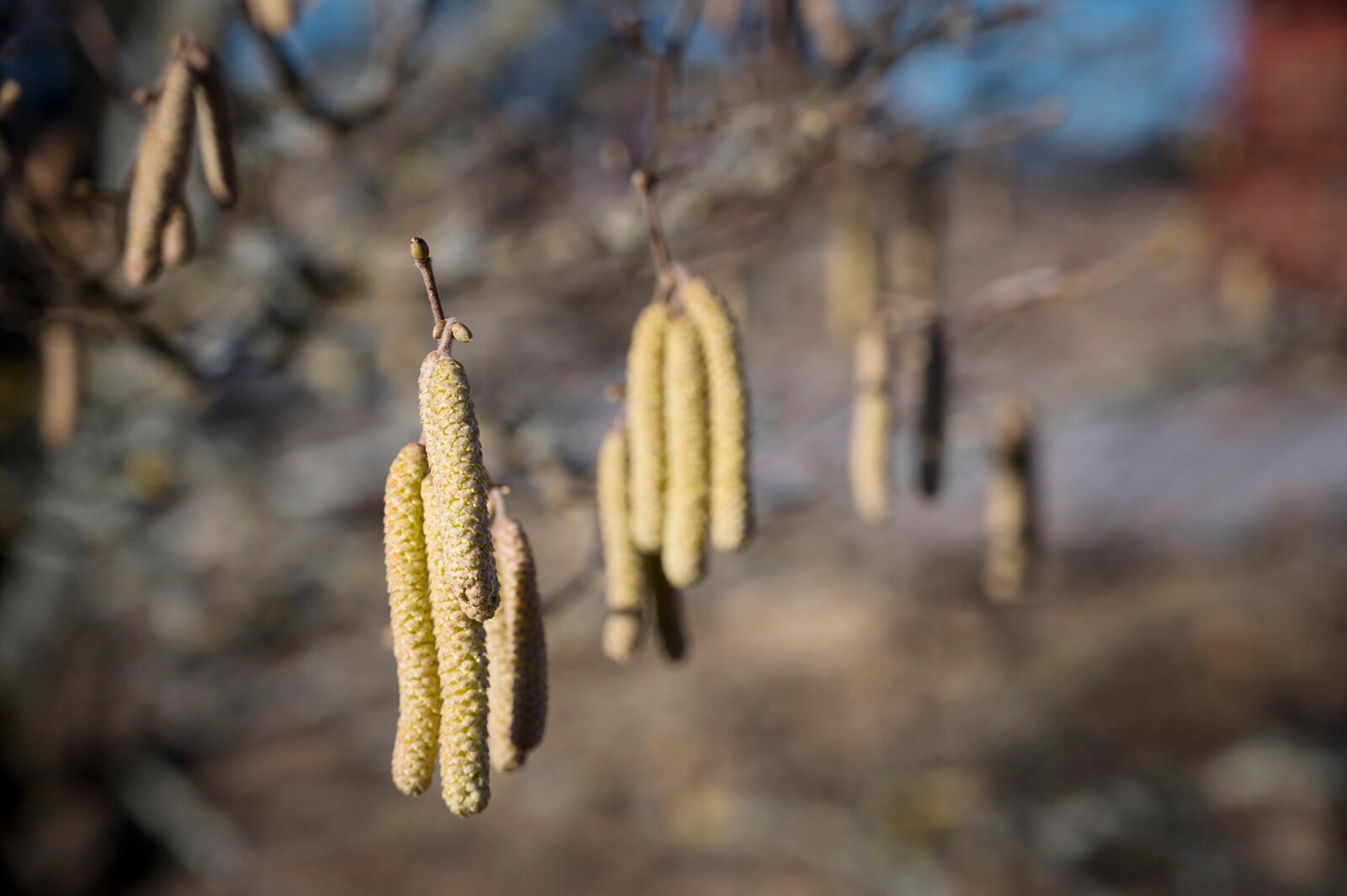 Pollen boom after the warmth – heading for a troublesome spring