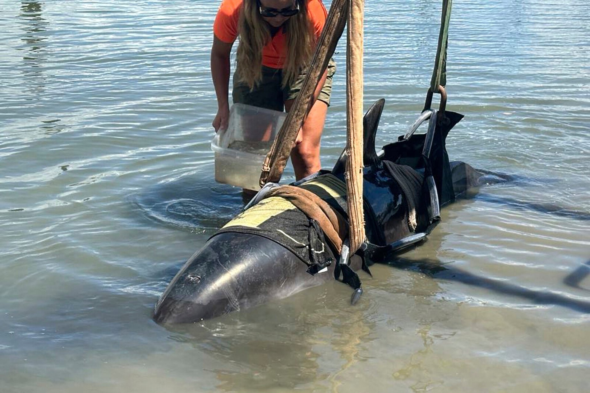 Dolphin Surprise: Fishermen's Unexpected Guest in New Zealand Waters