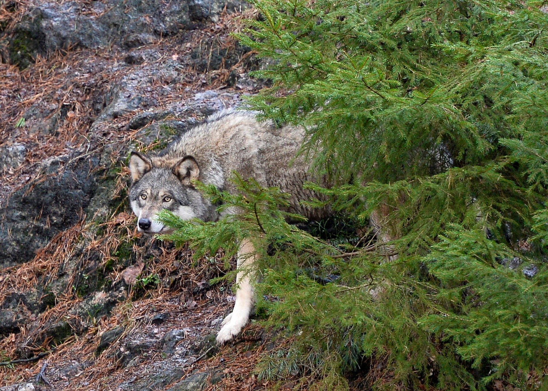 Wolf killed four sheep in Sörmland