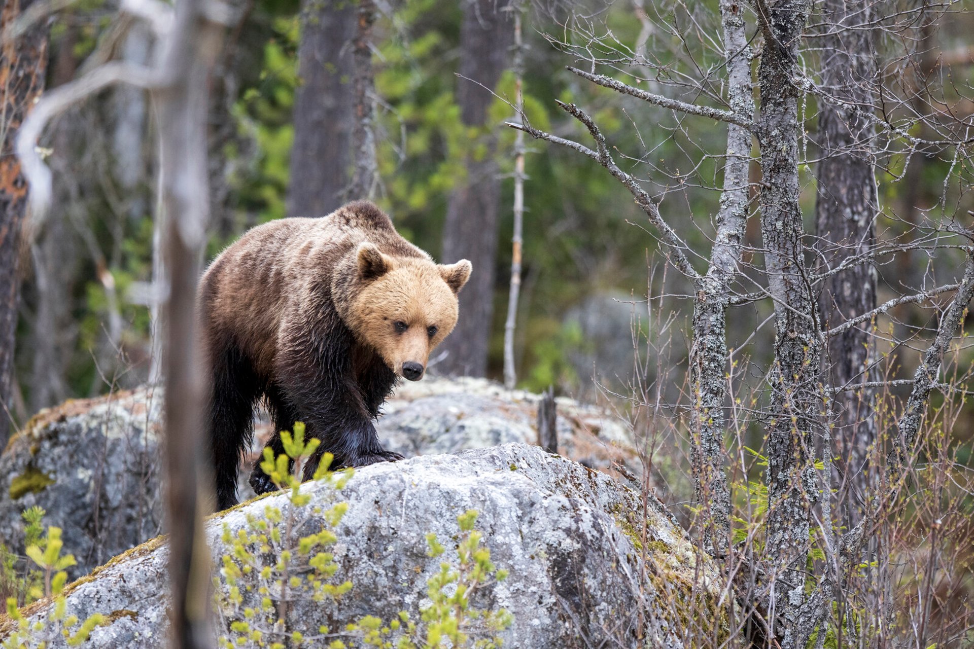 Bear shot in self-defense during lynx hunt