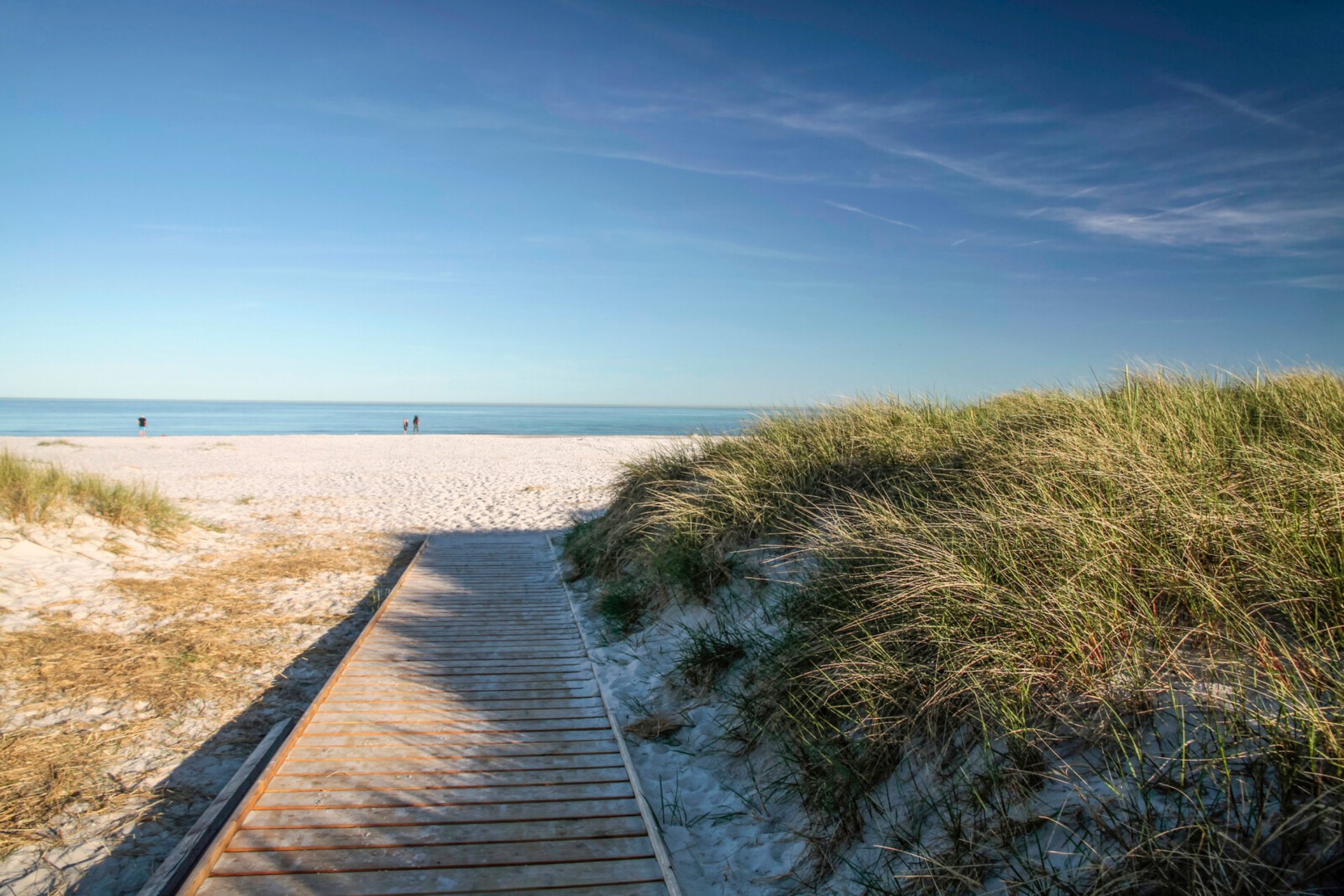 Find on Danish Beach: Stinking Giant Penis