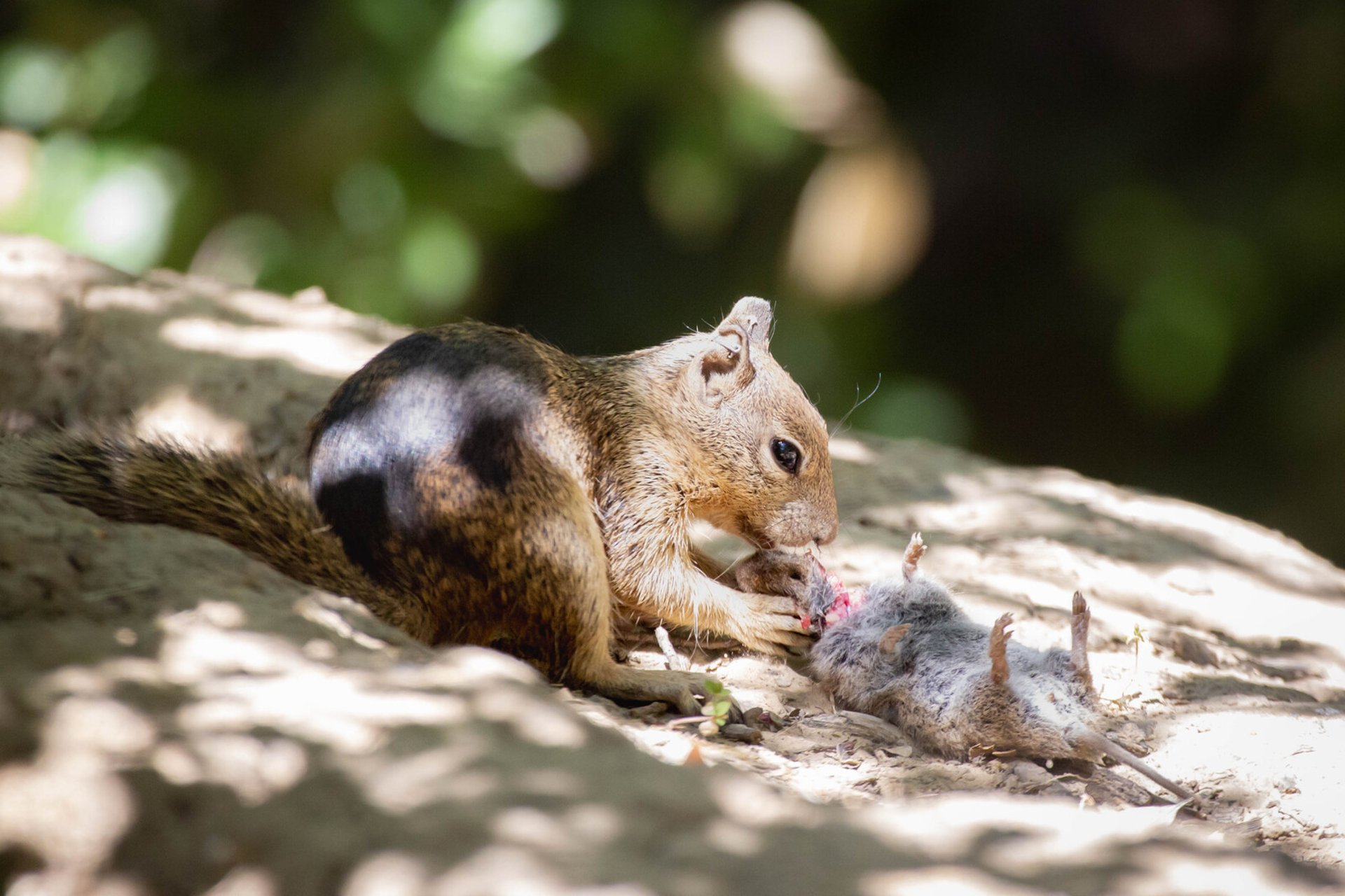 Meat-eating squirrels shock researchers