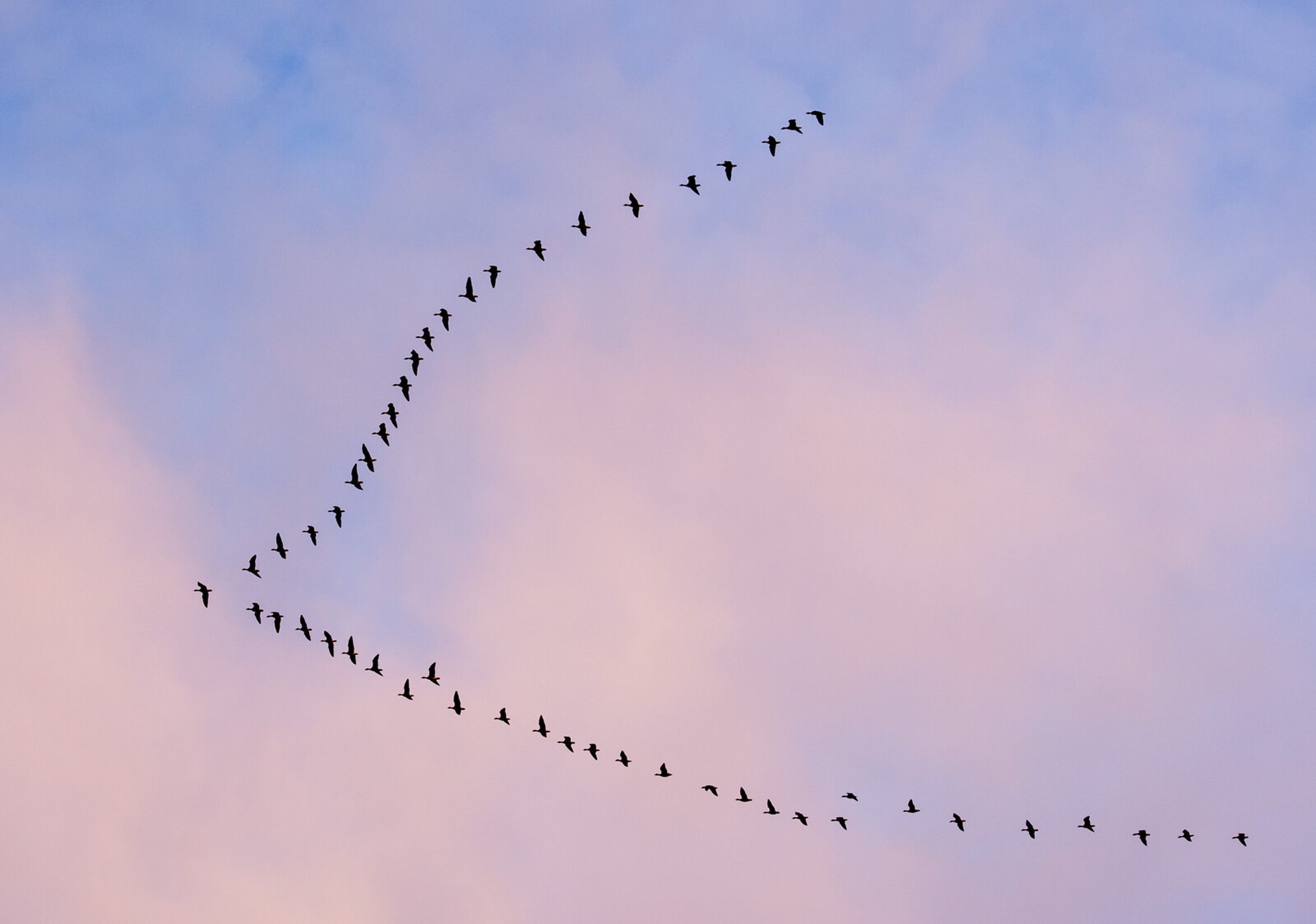 This is why migratory birds fly at such high altitudes