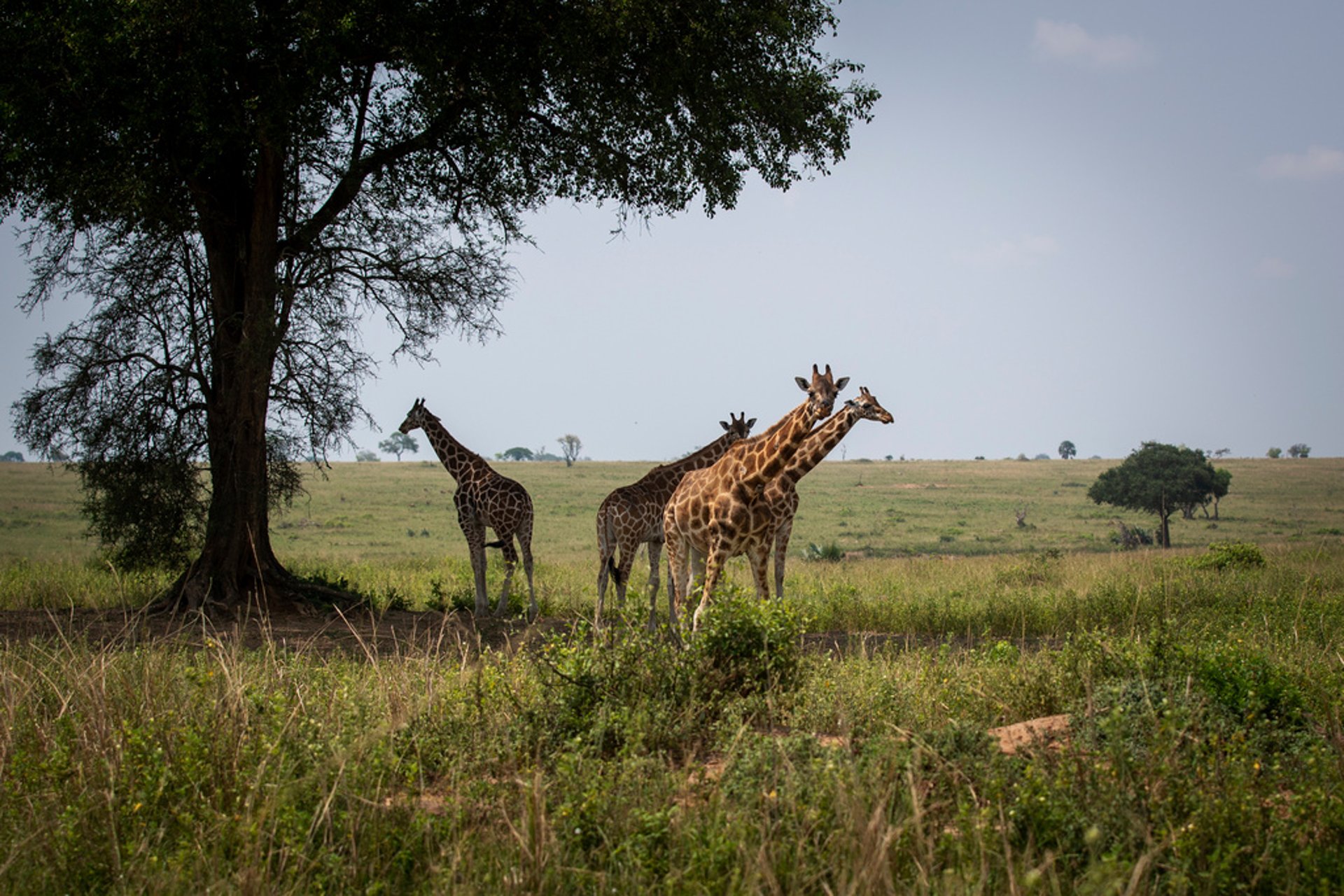 New Protests: Oil Field Threatens Uganda's Wildlife