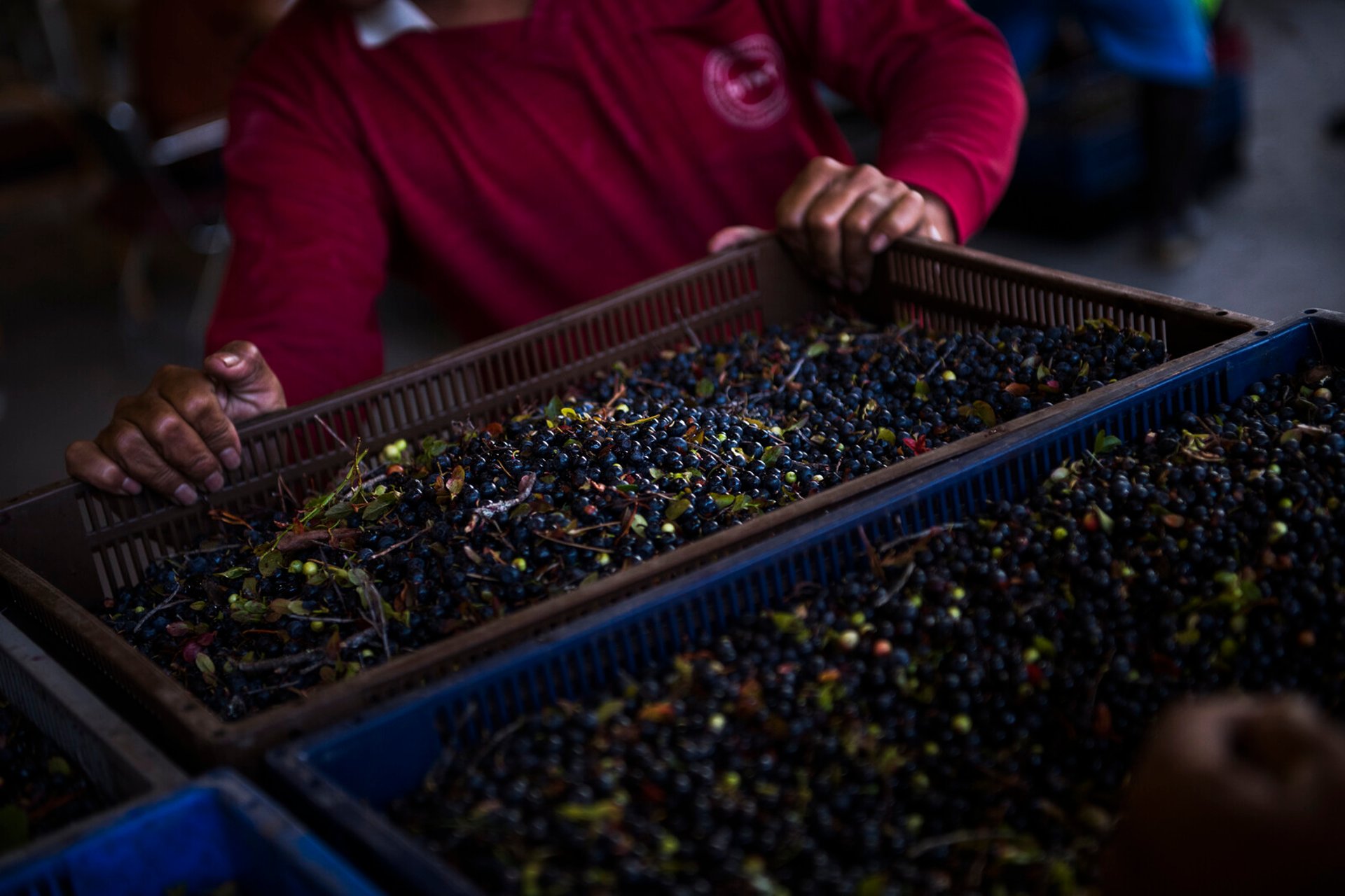 Entrepreneurs Sentenced to Prison for Exploiting Berry Pickers