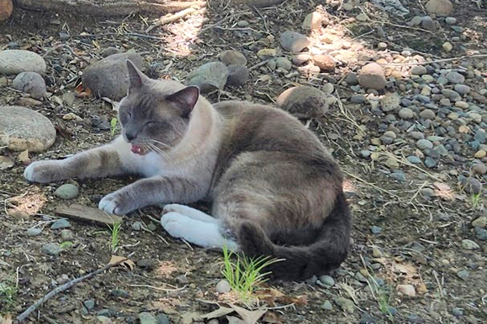 Cat disappeared on trip –