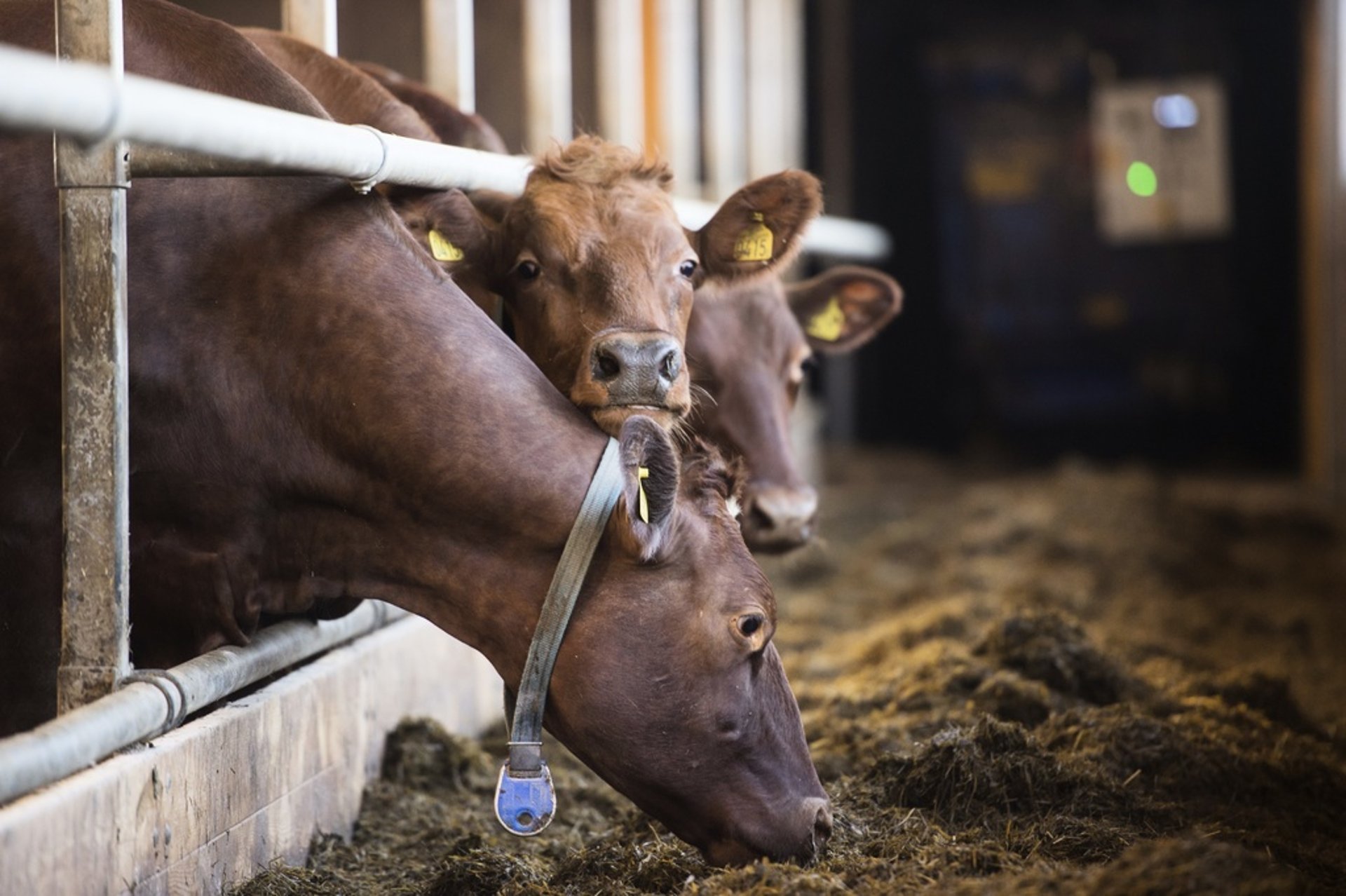 

Farmers Risk Losing Billions in EU Funding