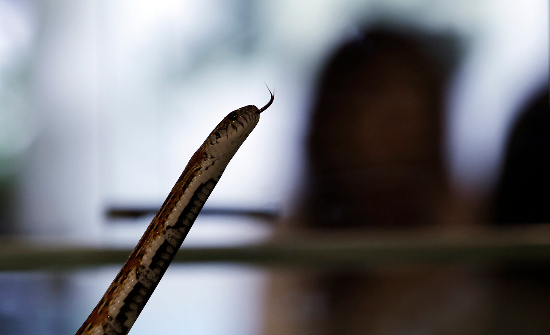 Japan Post stops delivering live reptiles