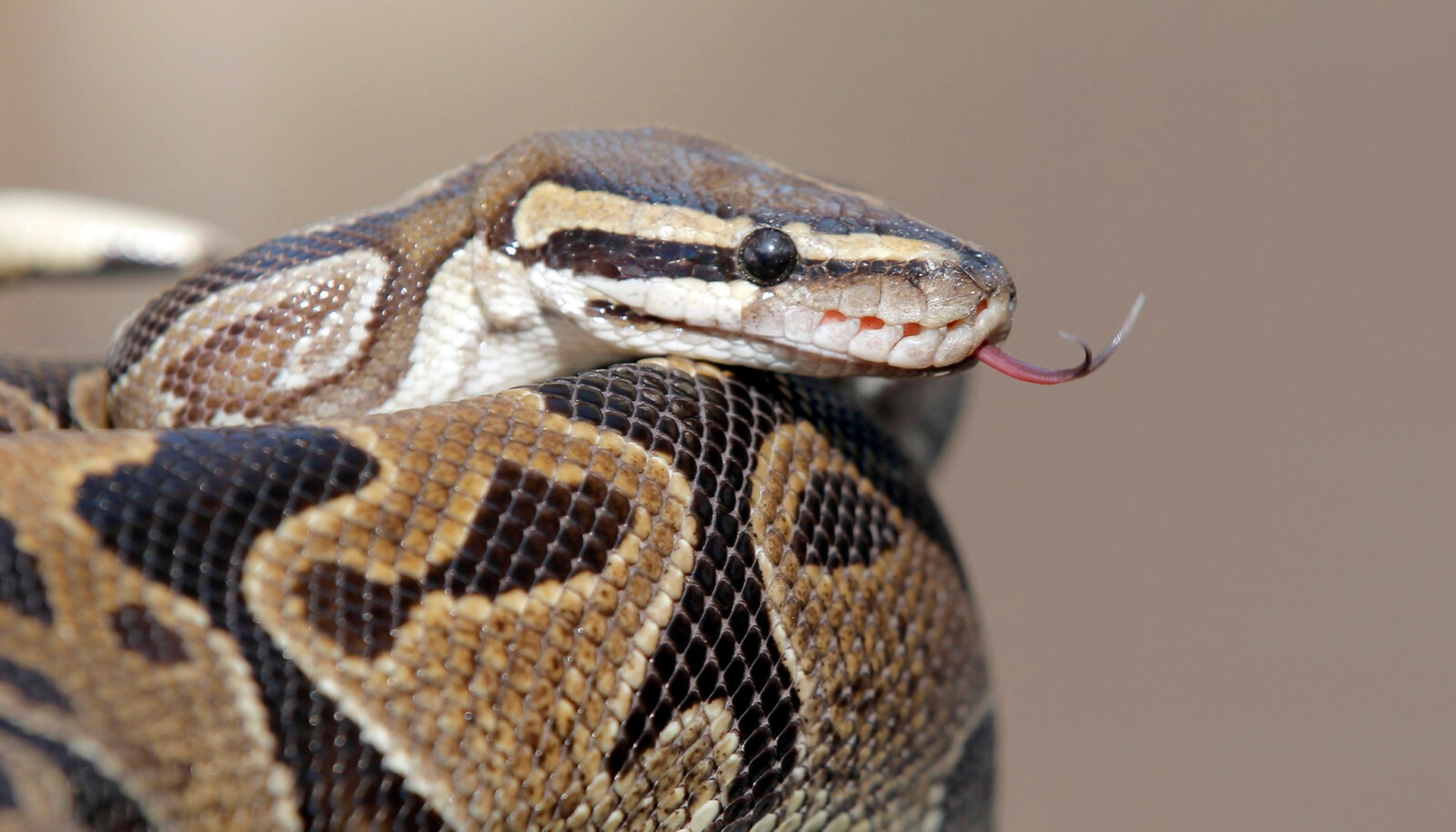 Sold python norms and lizards for 100,000 - prosecuted