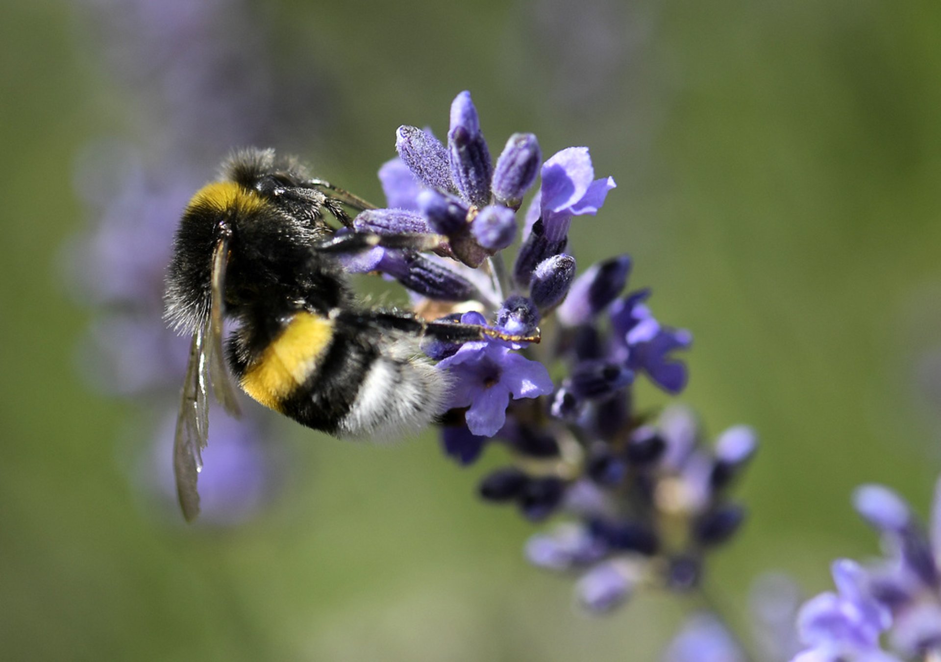 "No insect apocalypse in Sweden"